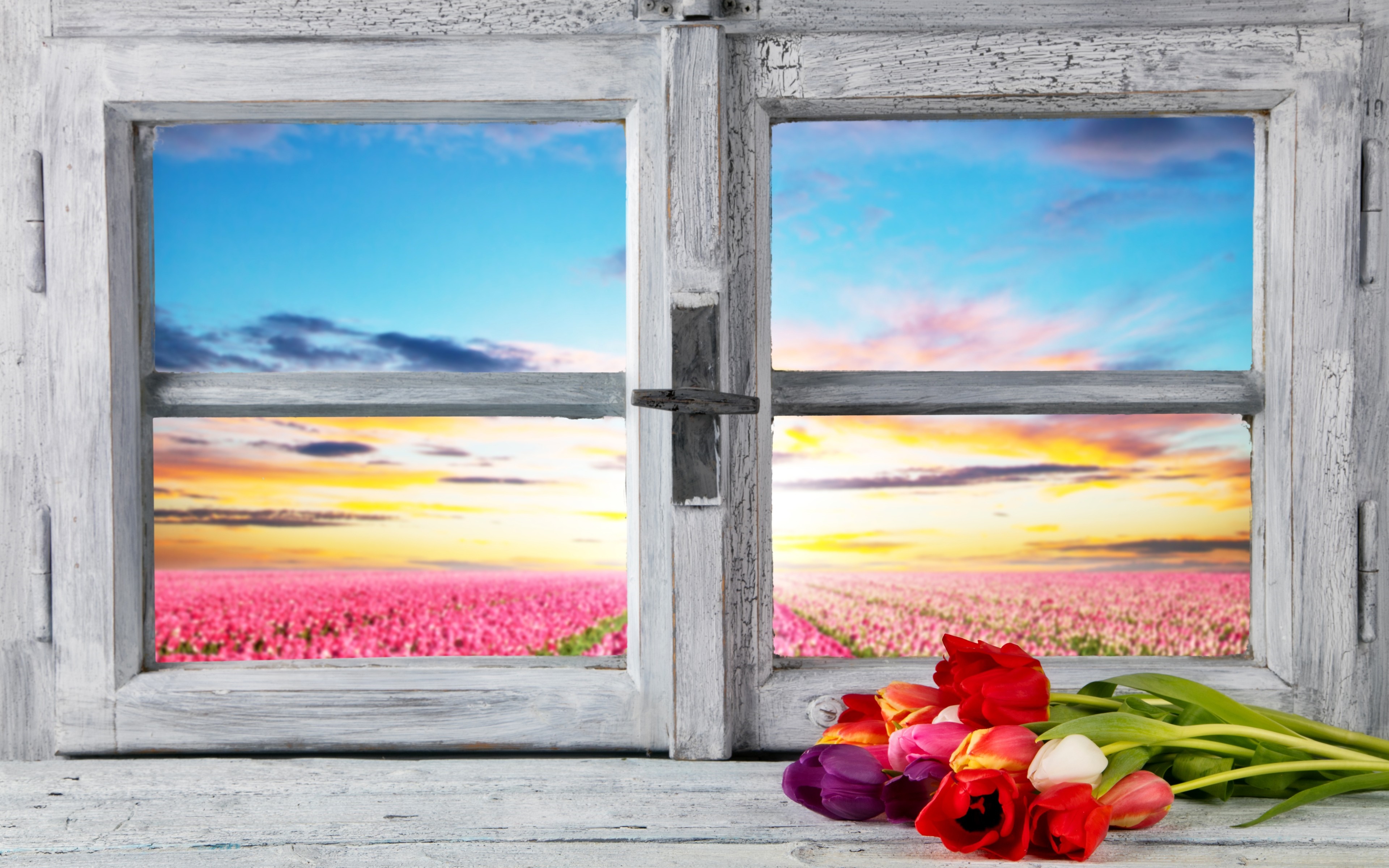 Tulips in front of a window overlooking a field HD Wallpaper