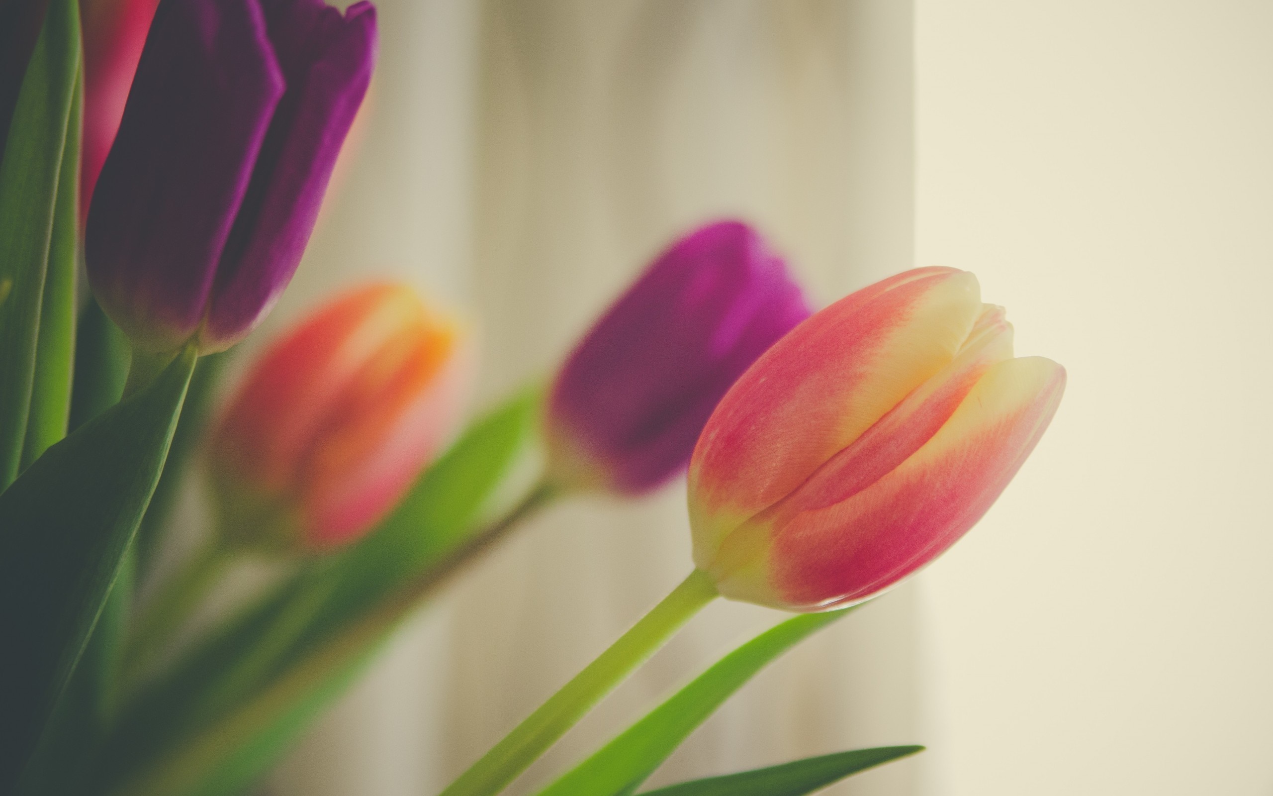 Close up of pink and purple tulips HD Wallpaper