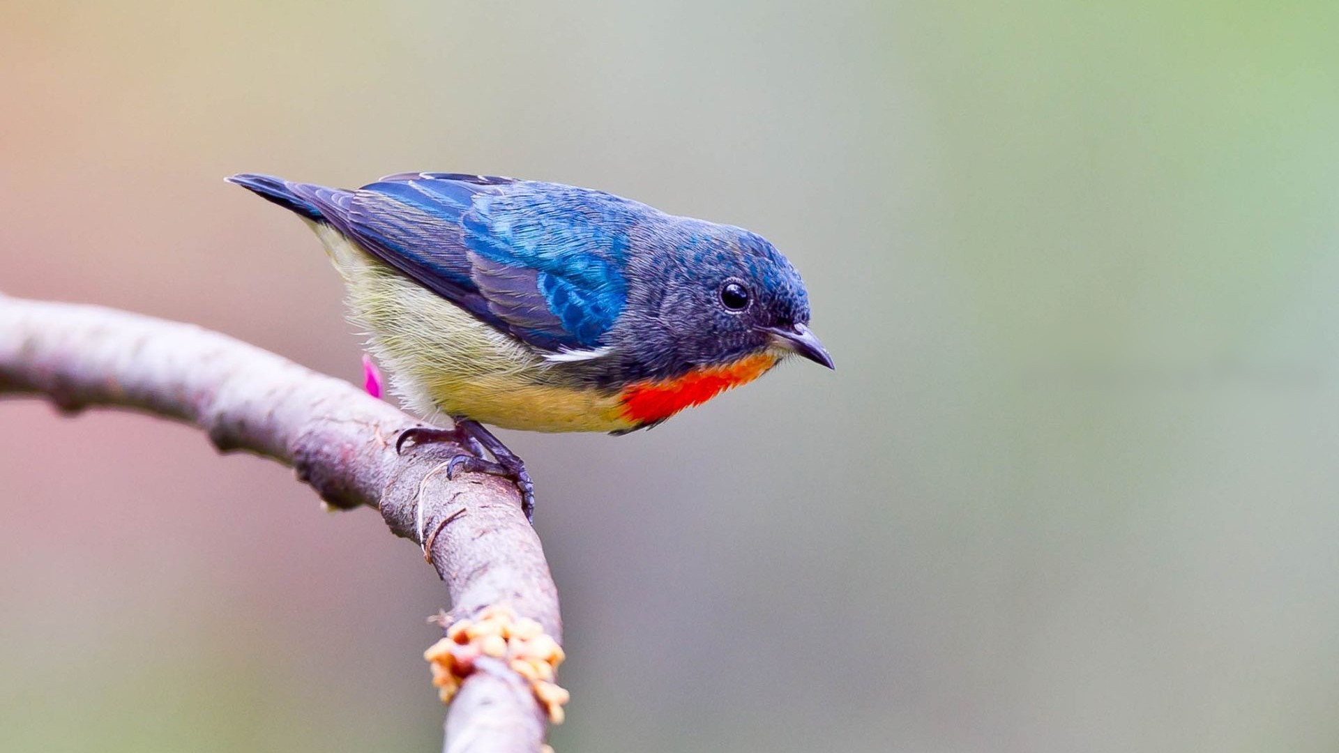 Colorful bird with red chest perched on a branch HD Wallpaper