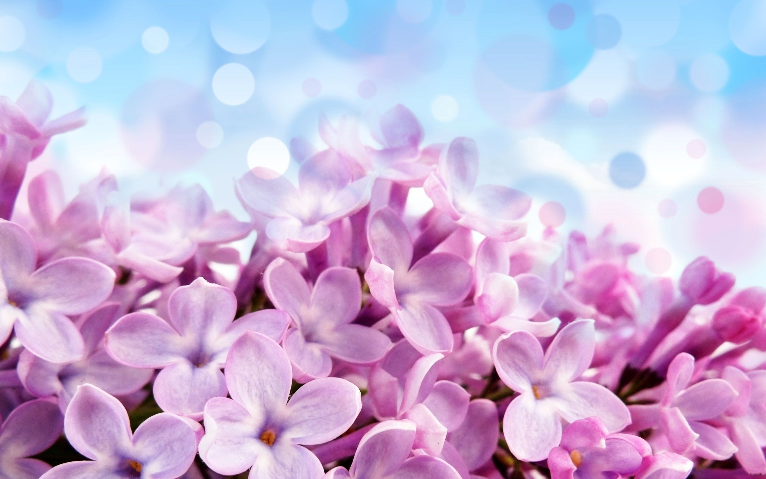 Close-up of purple lilac flowers with bokeh background HD Wallpaper