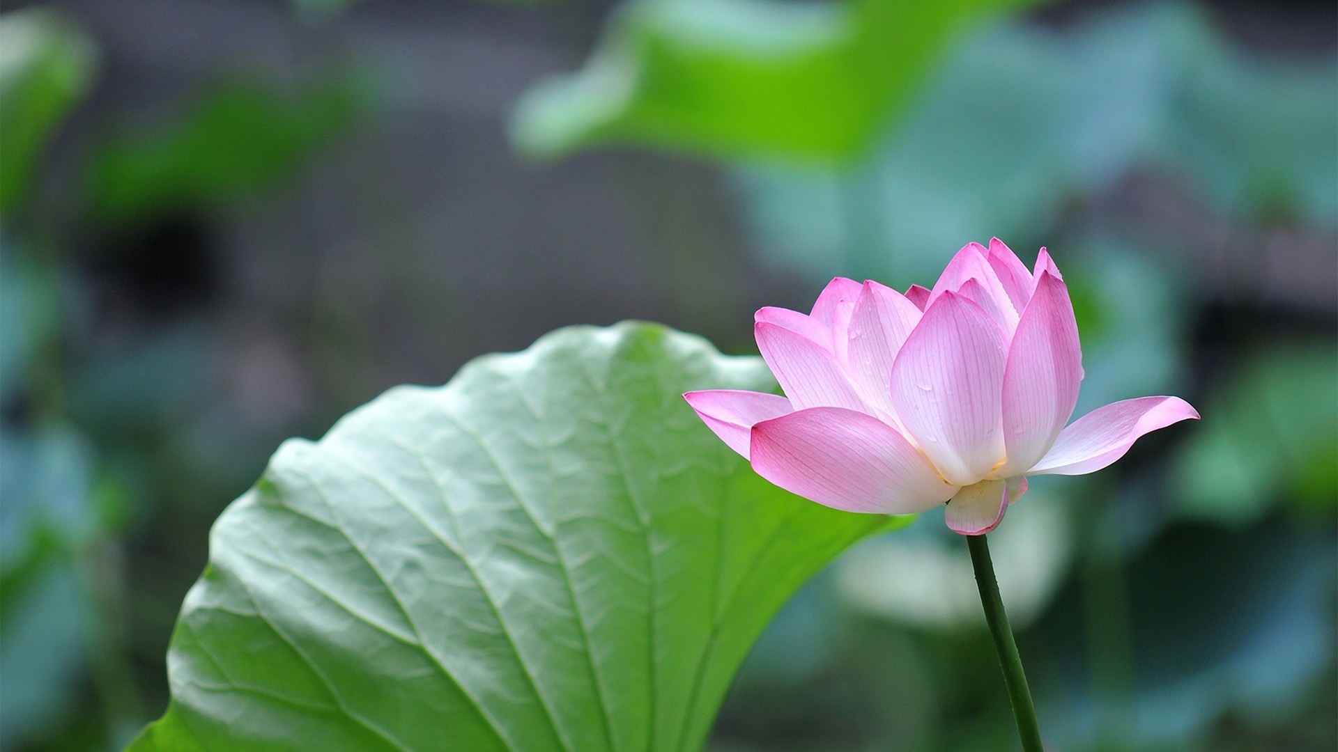 Pink Lotus Flower and Green Leaf HD Wallpaper