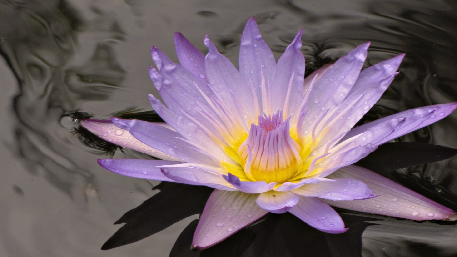 Close-up of a purple water lily with yellow center HD Wallpaper