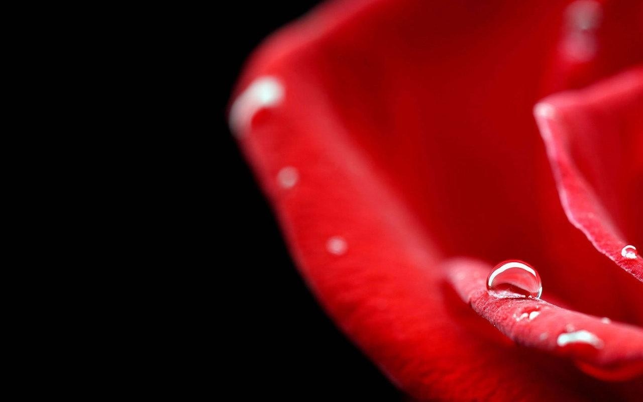 Close-up of a red rose petal with water droplets HD Wallpaper