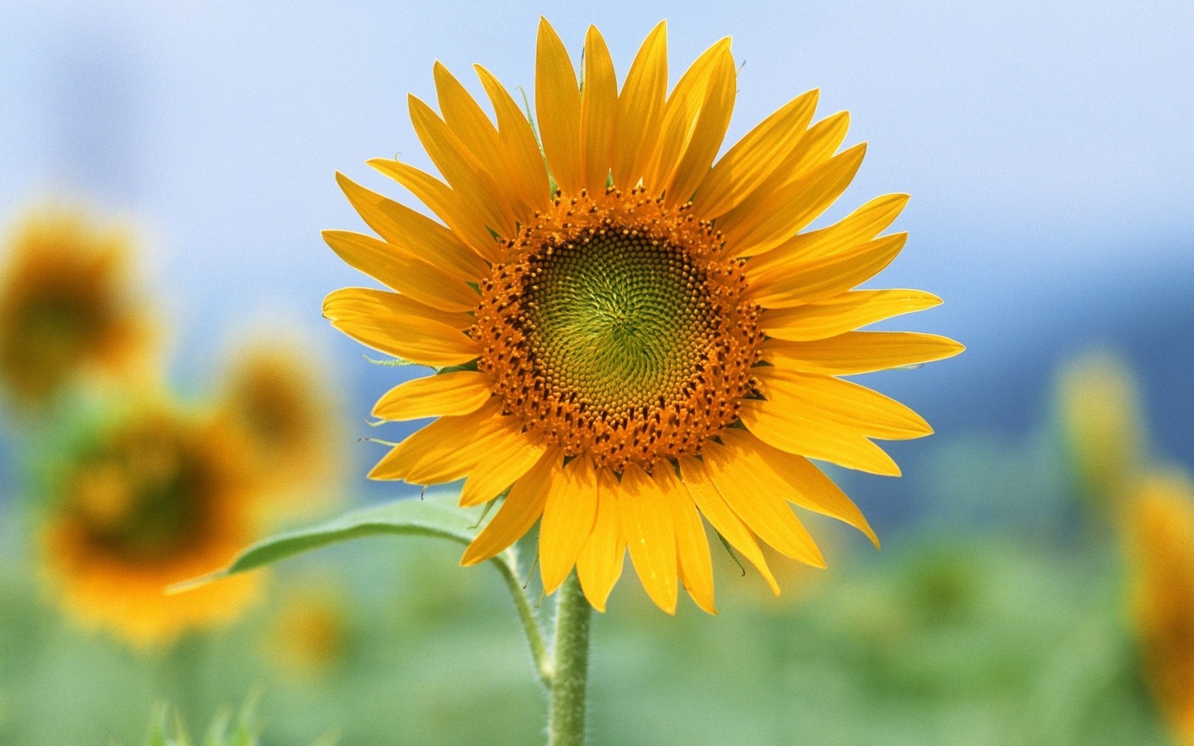 Close up of a sunflower in a field HD Wallpaper