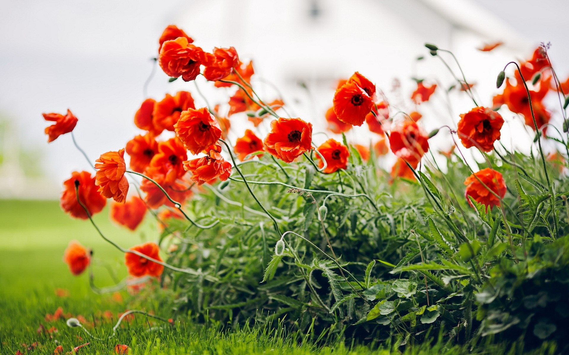 Field of red poppies in green grass HD Wallpaper