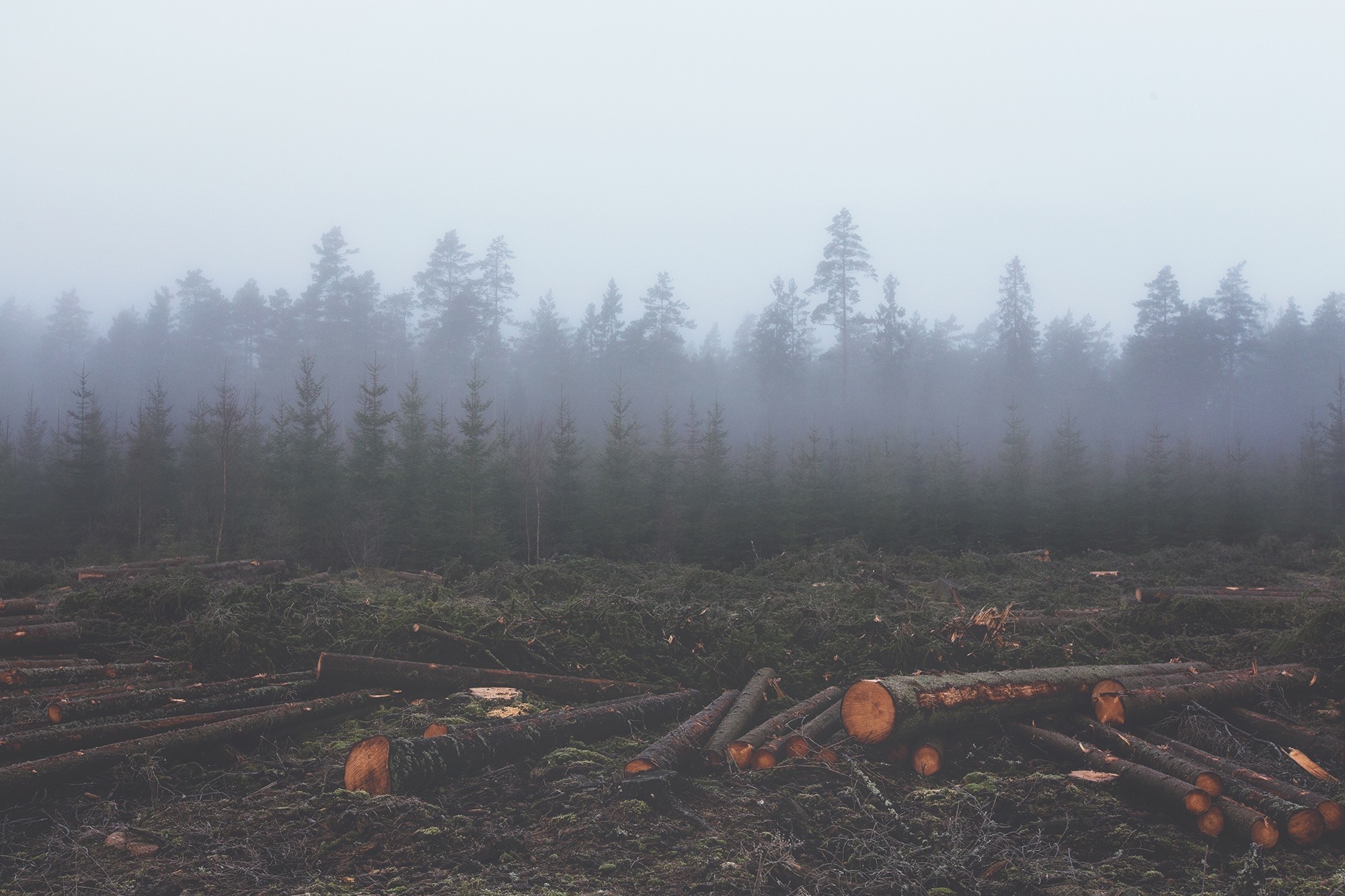 Deforested area with felled trees in misty forest HD Wallpaper