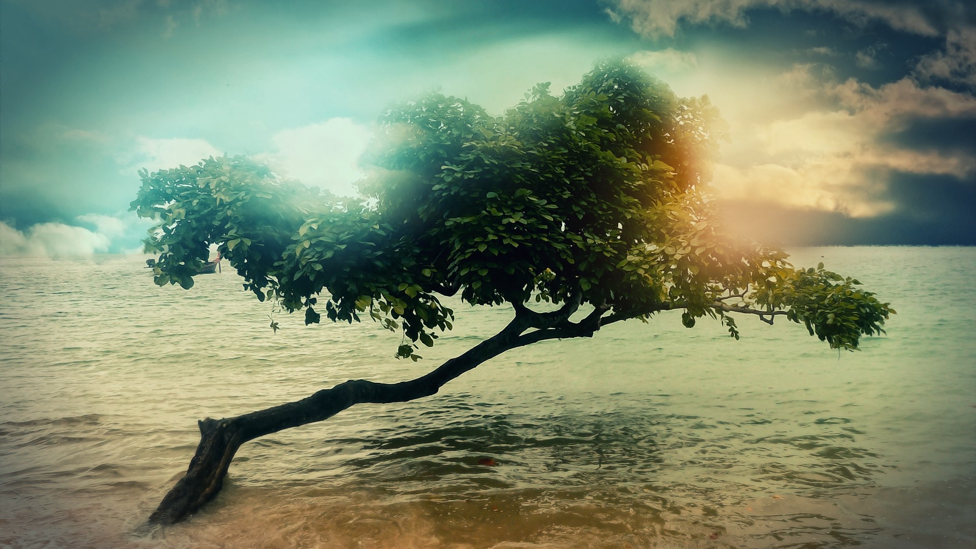 Tree growing into the sea with dramatic clouds HD Wallpaper