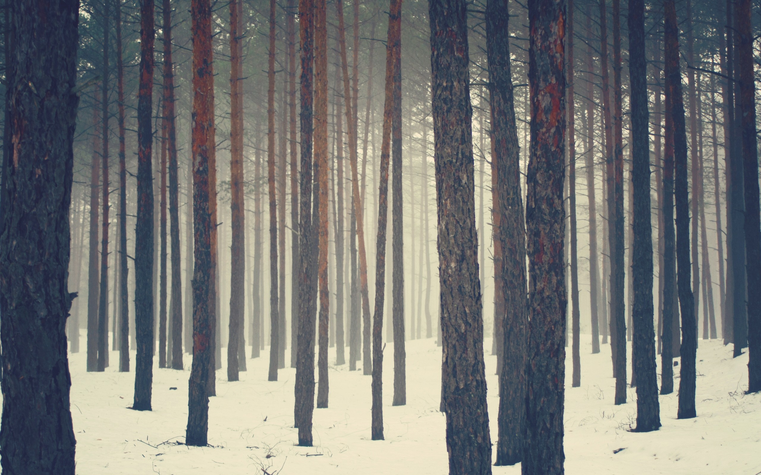 Snowy forest with tall pine trees HD Wallpaper