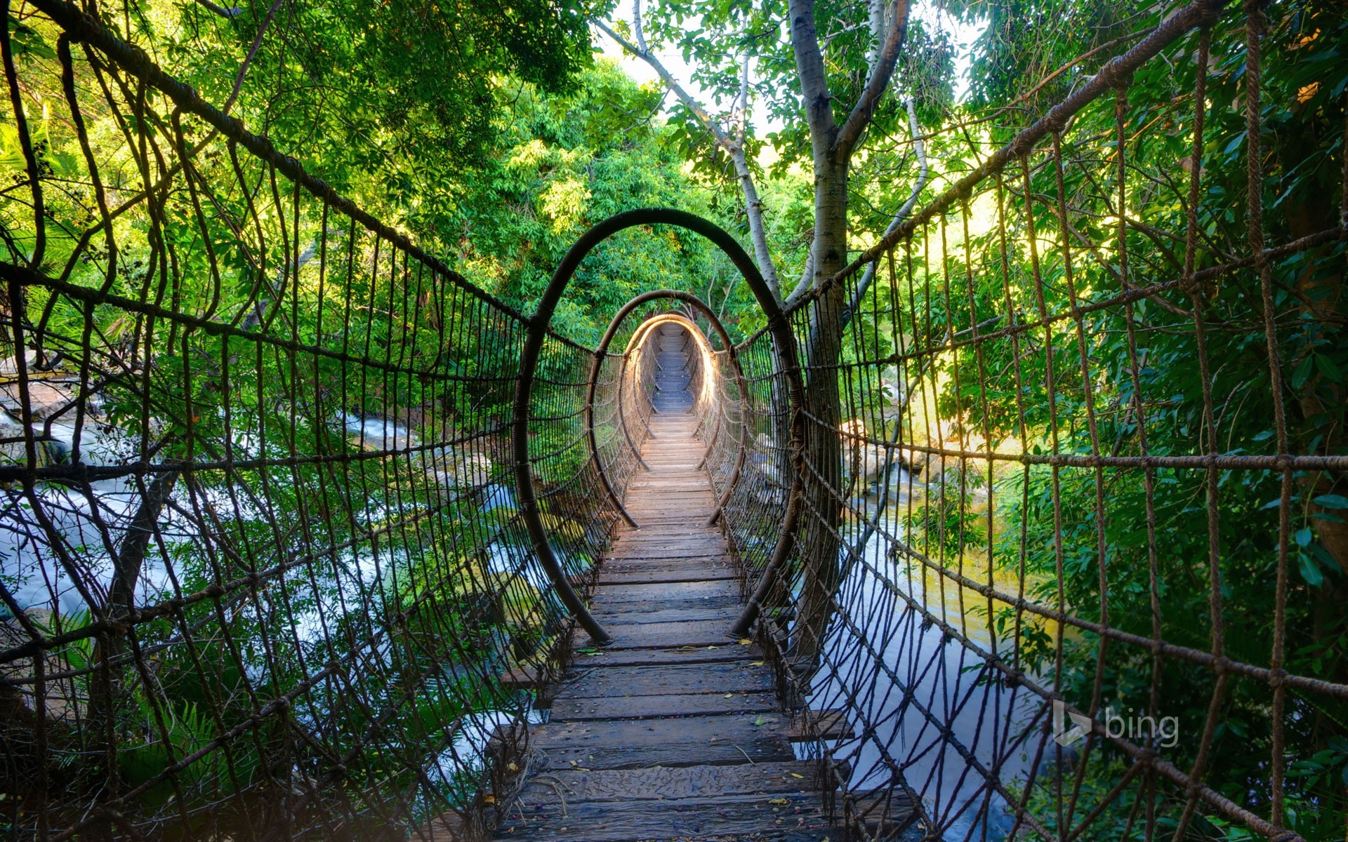 Rope bridge over a river in a green forest HD Wallpaper