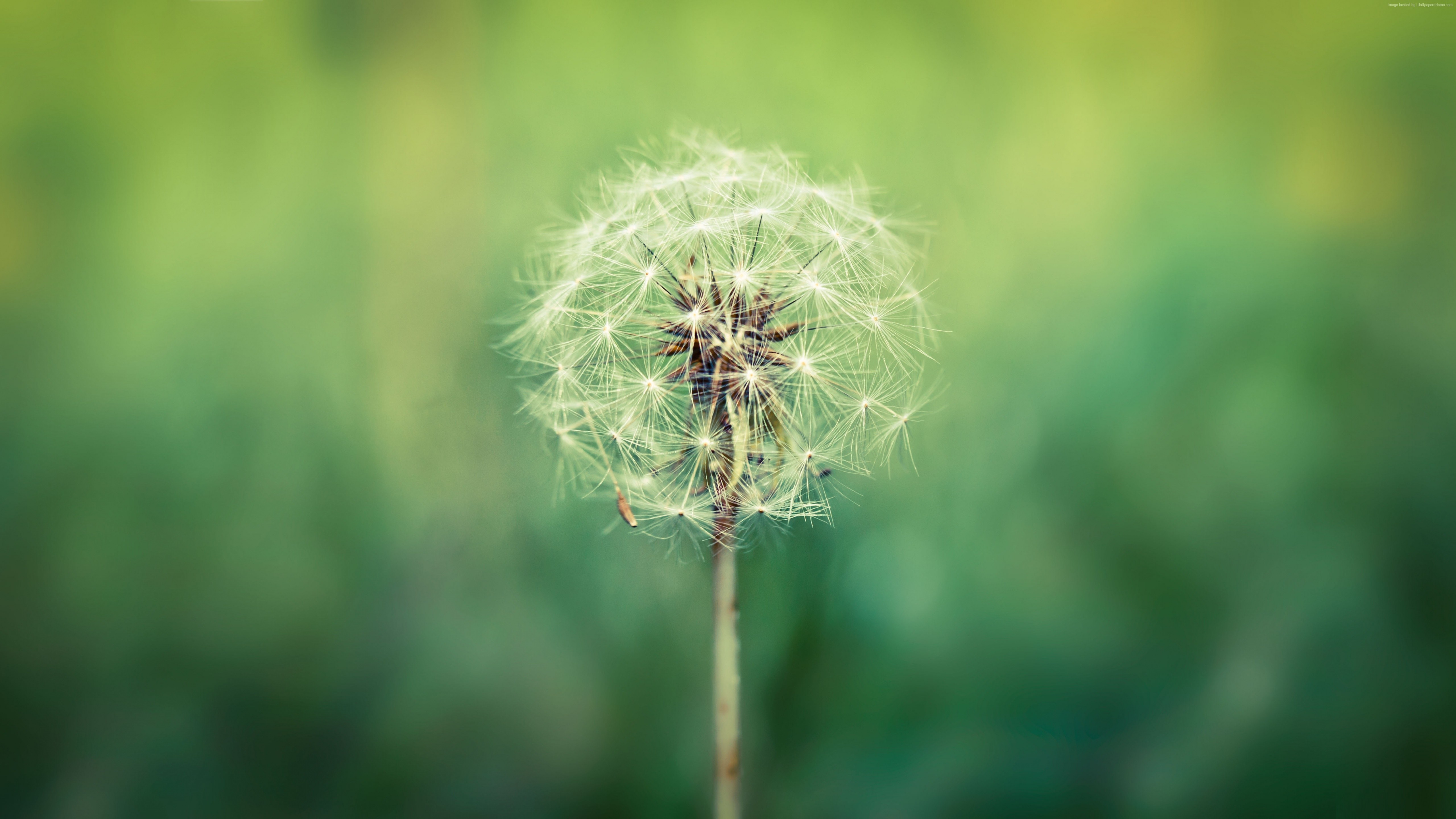 Dandelion macro 4K wallpaper HD Wallpaper