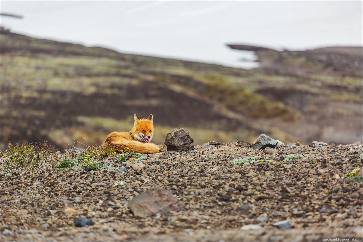 Red fox resting on a rocky hill HD Wallpaper