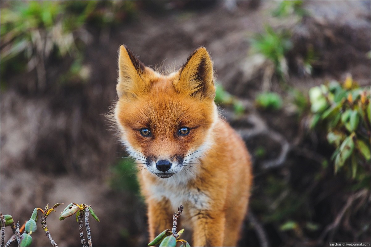 A young red fox kit looks directly at the camera HD Wallpaper