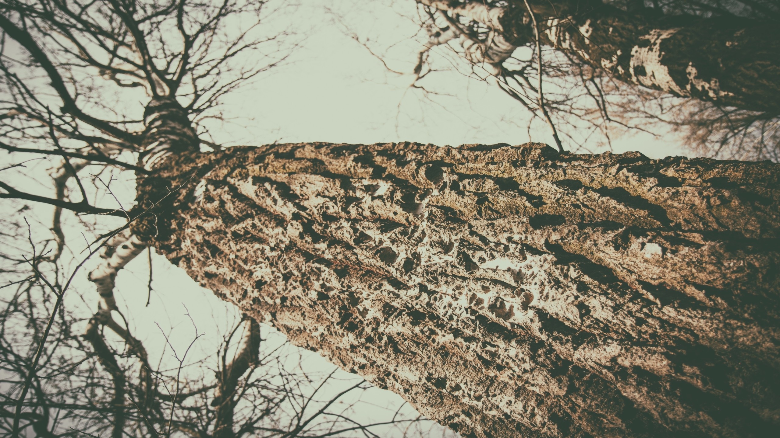 Close-up of a textured tree trunk against a pale sky HD Wallpaper