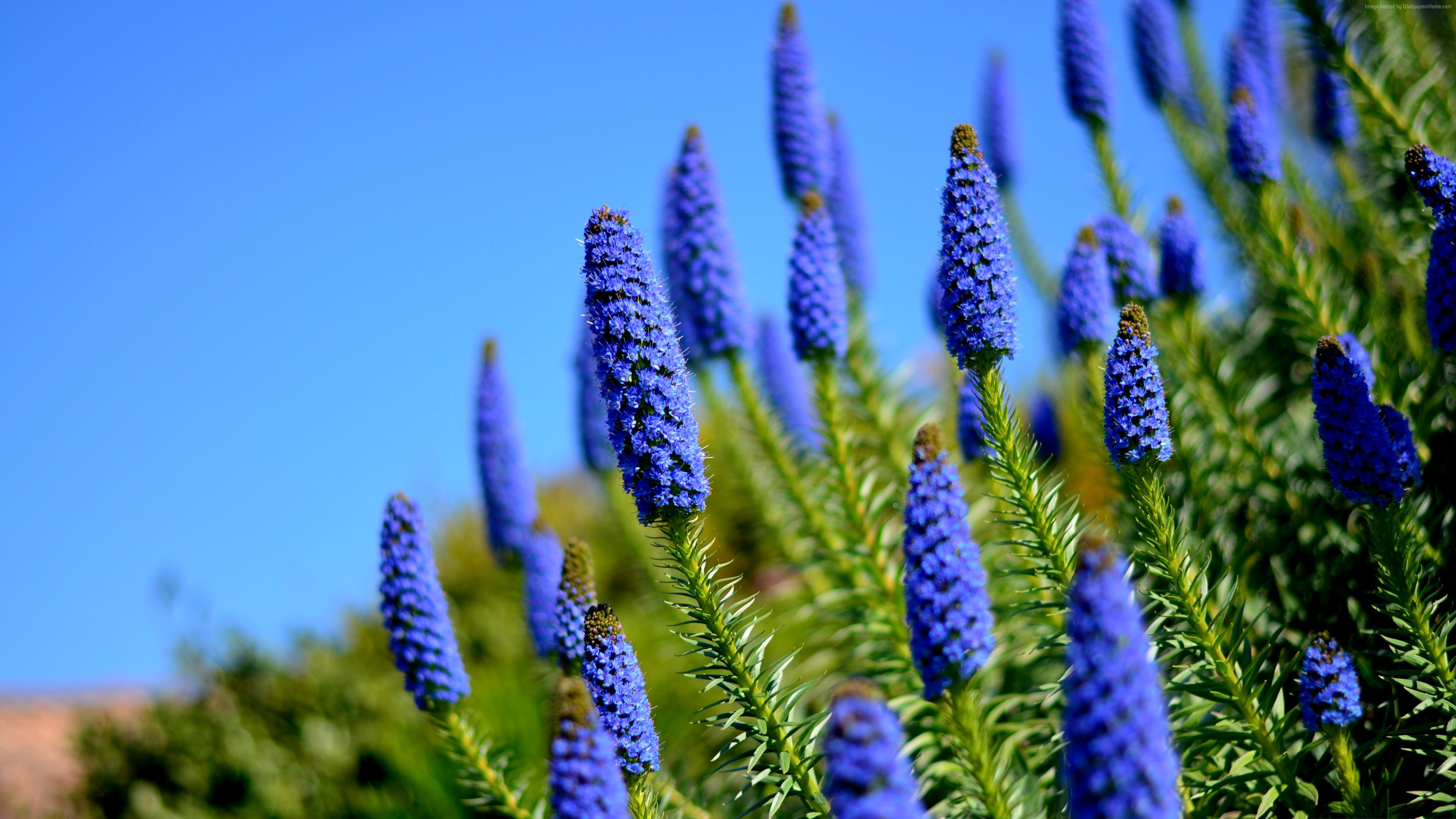 Blue Flowers in Meadow HD Wallpaper