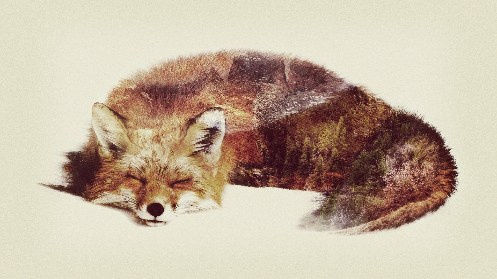 Double exposure of a sleeping fox with mountains and forest HD Wallpaper