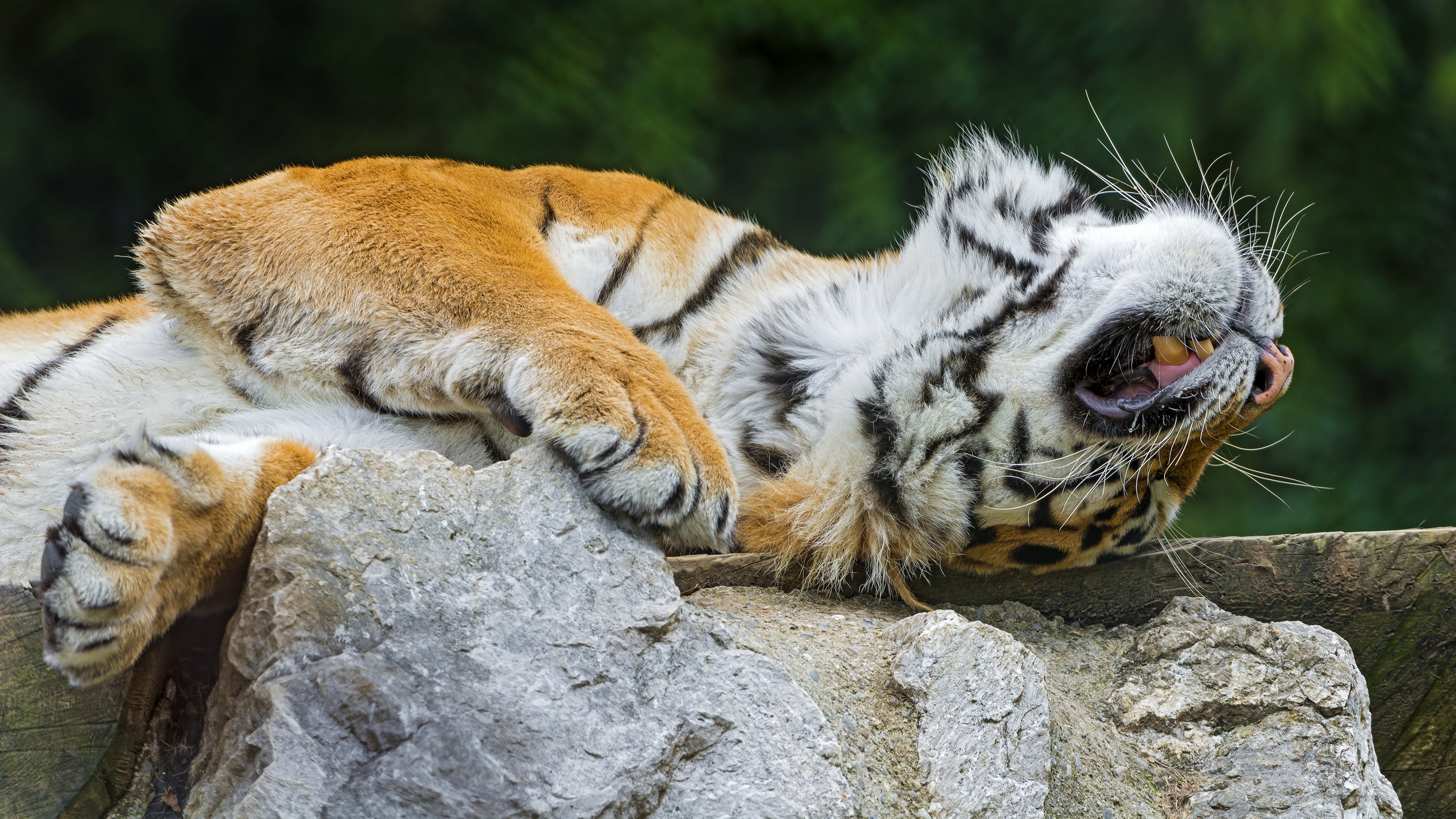 Tiger lying on rocks with mouth open HD Wallpaper