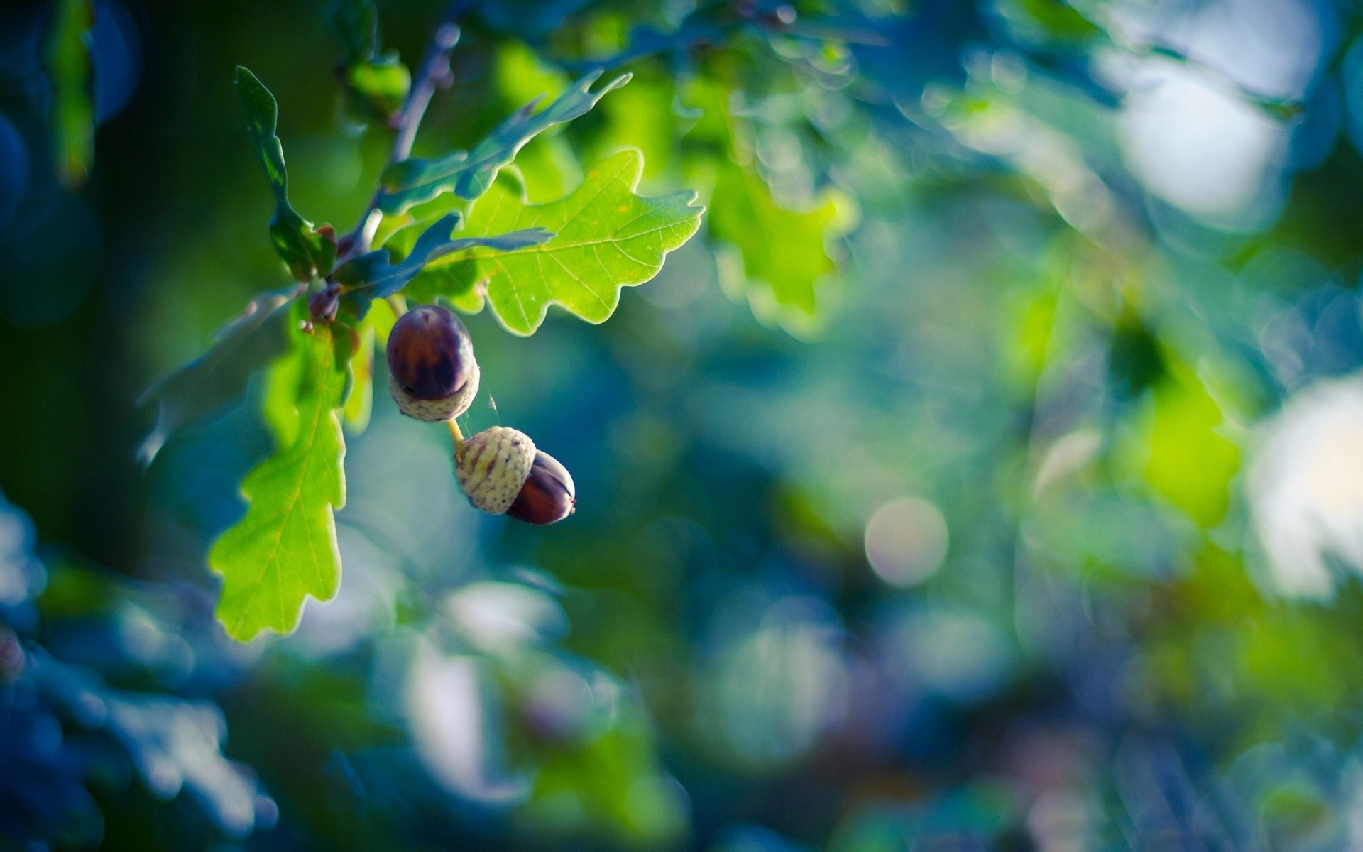 Close up of acorns on an oak branch HD Wallpaper