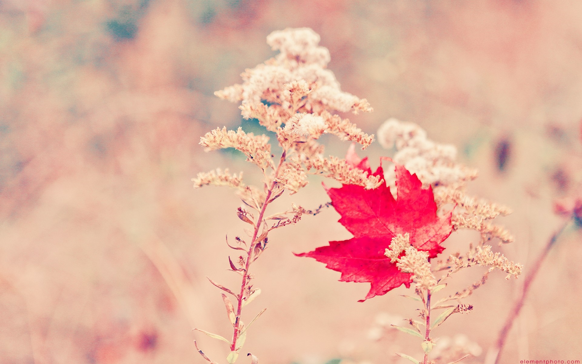 Red maple leaf on a dry plant in autumn HD Wallpaper