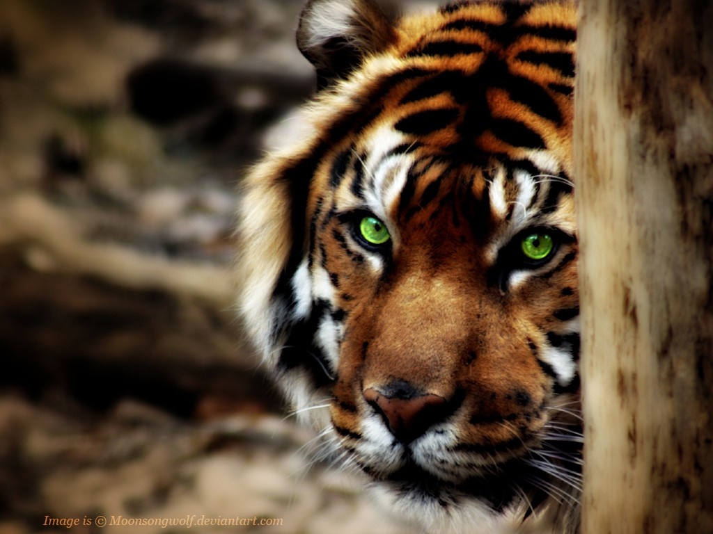 Tiger peeking from behind a tree trunk HD Wallpaper
