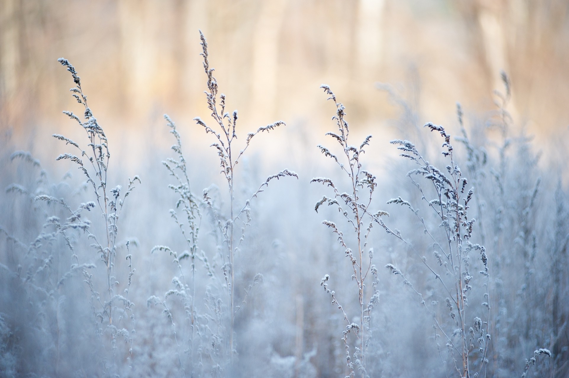 Frost covered grass in soft sunlight HD Wallpaper