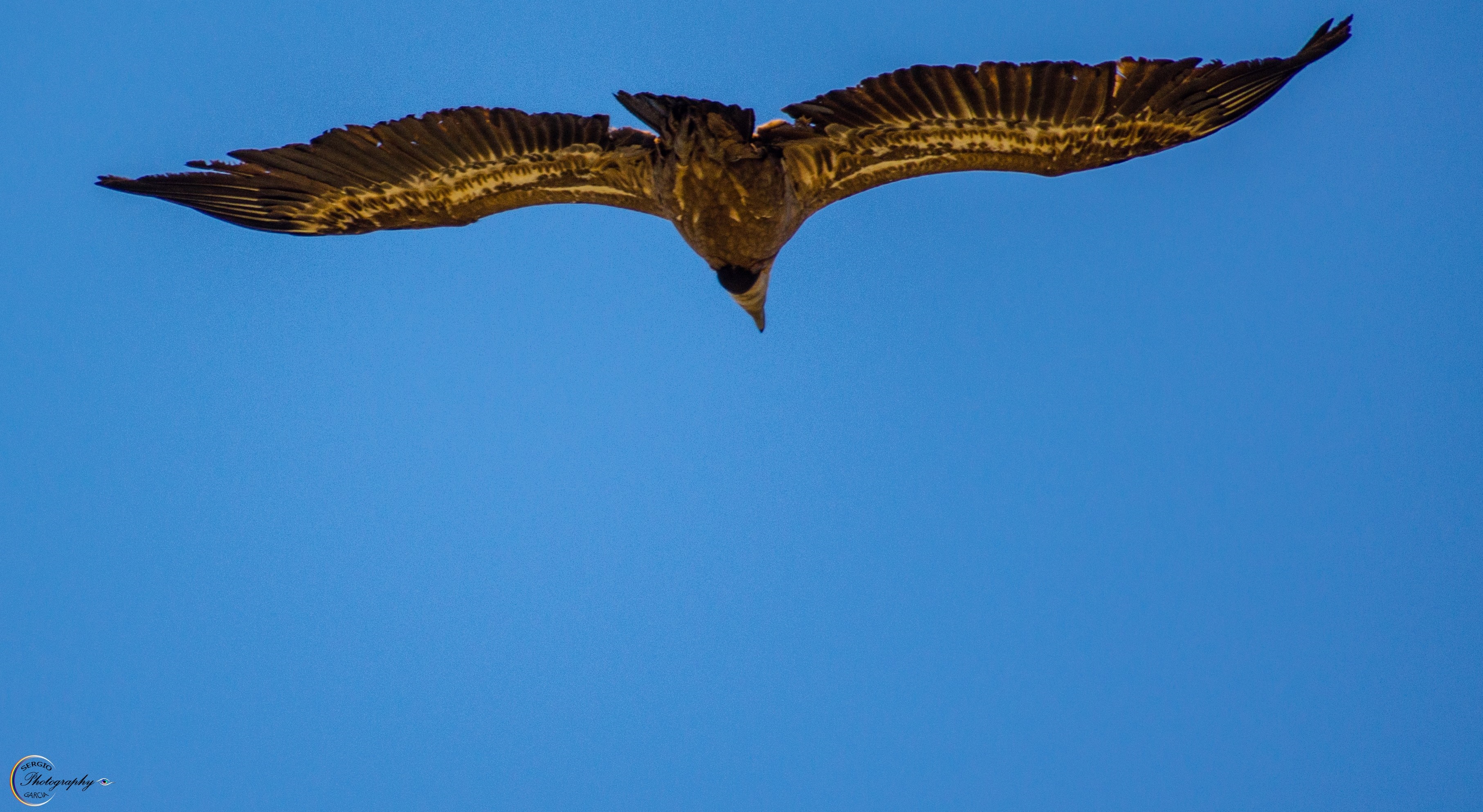 Vulture in flight against a clear blue sky HD Wallpaper