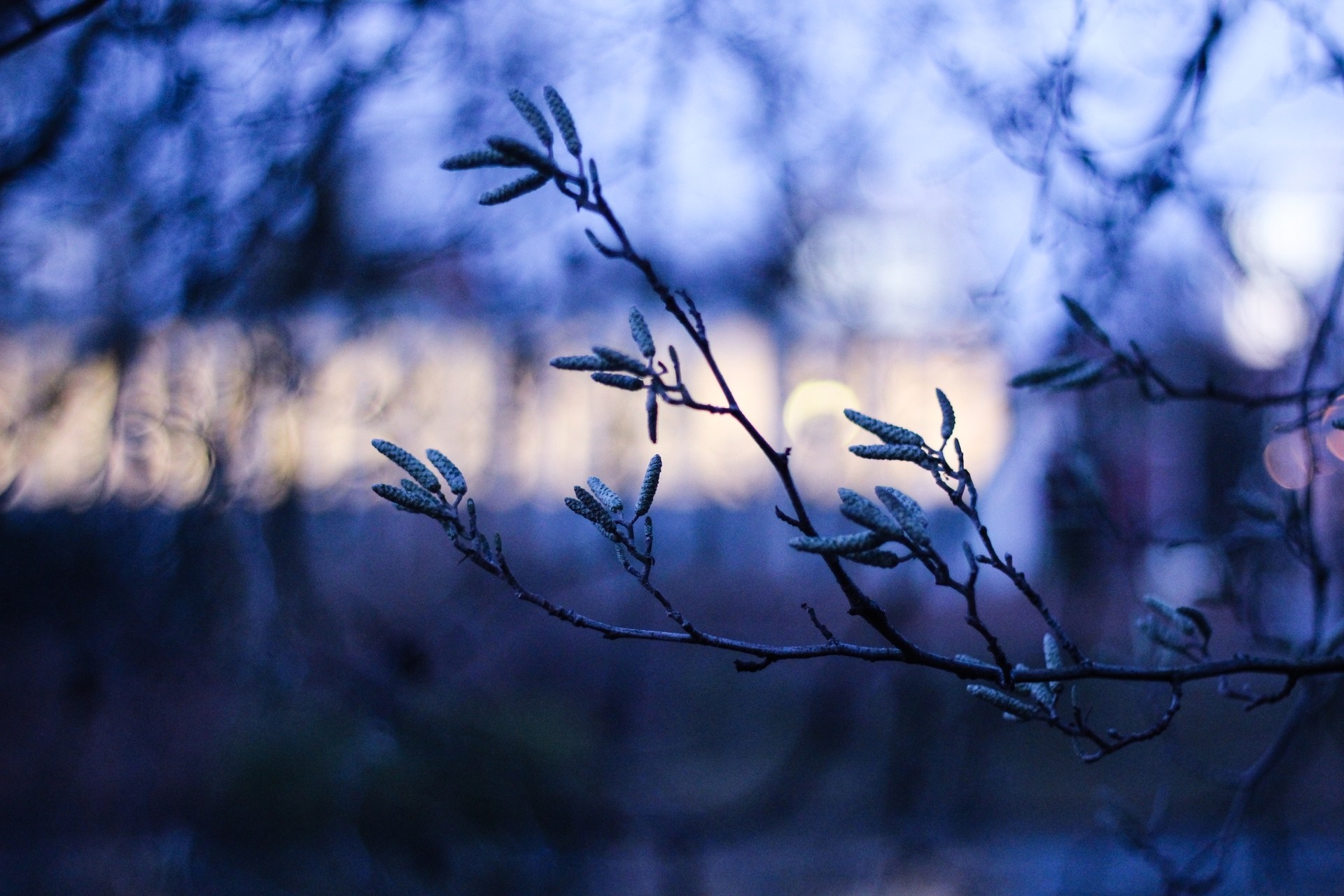Close-up of tree branch with buds in blue light HD Wallpaper