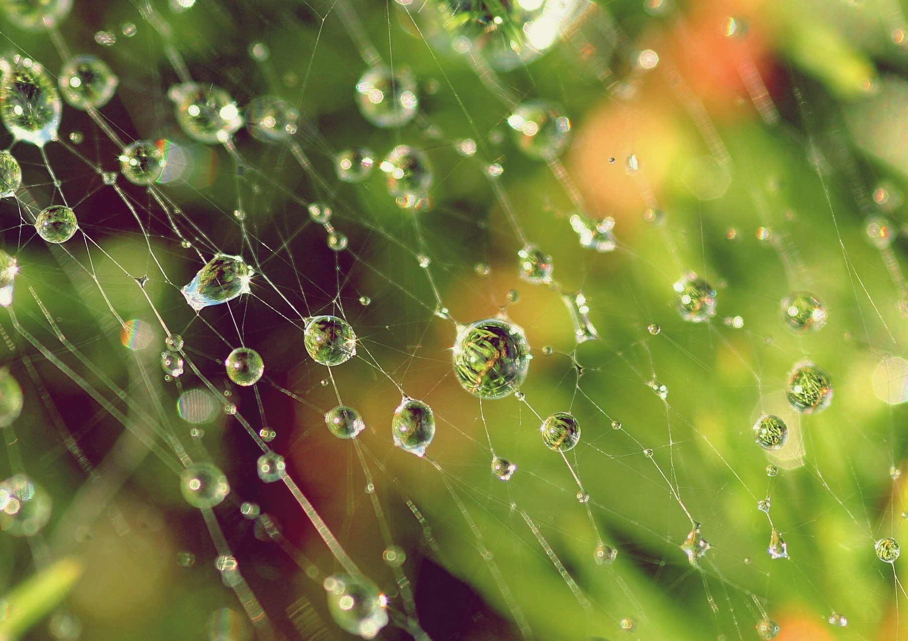 Water drops on a spider web with green background HD Wallpaper