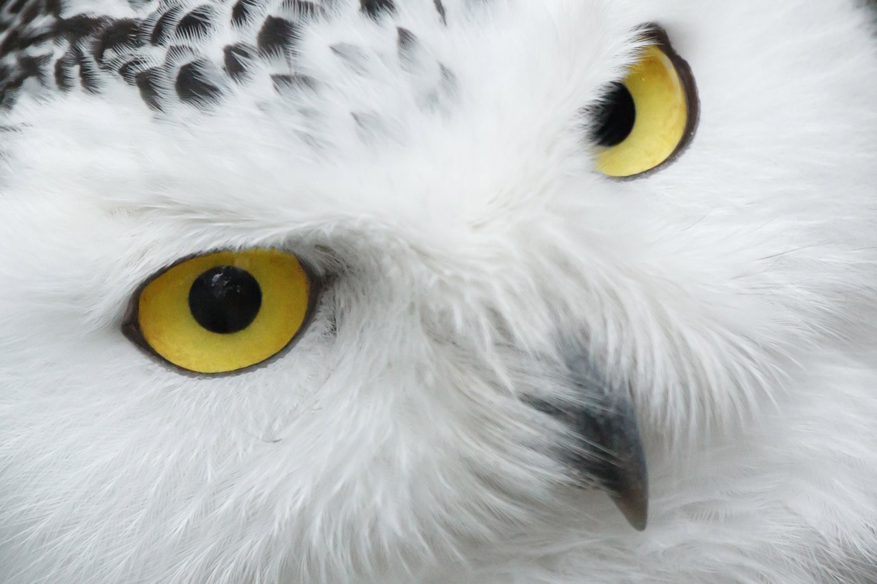 Close up of a snowy owl's face and eyes HD Wallpaper