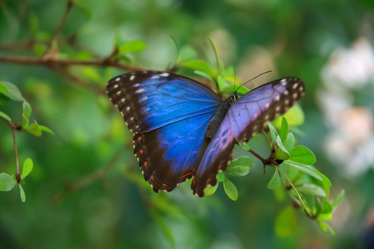 Vibrant Blue Butterfly on Green Leaves HD Wallpaper