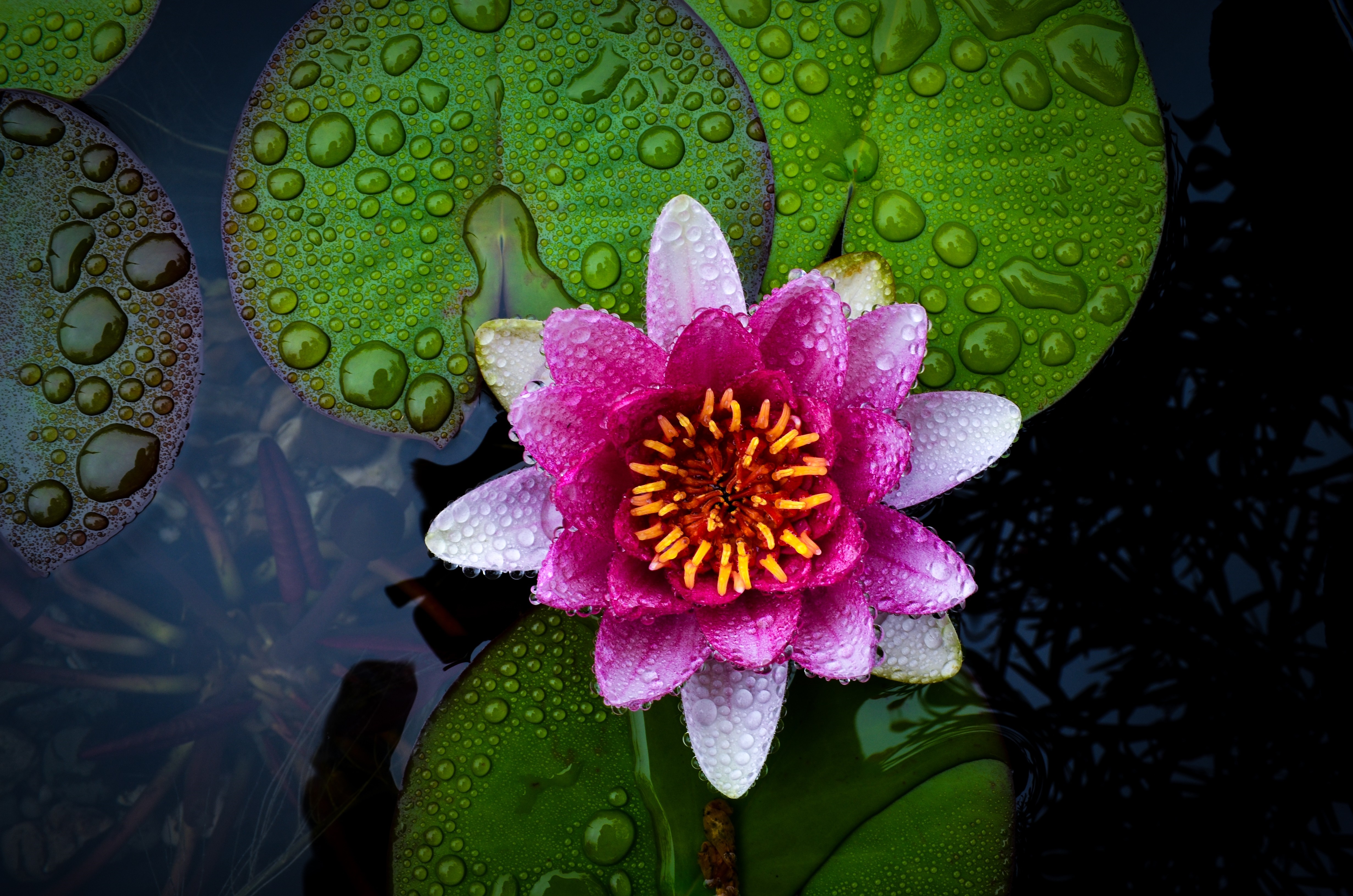 Close-up of a pink water lily with water droplets HD Wallpaper
