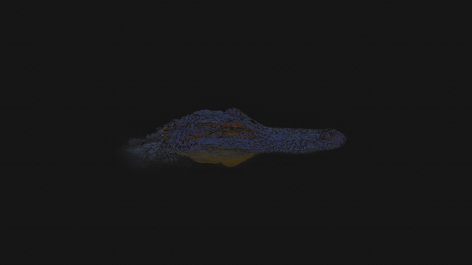 Alligator head emerging from dark water HD Wallpaper