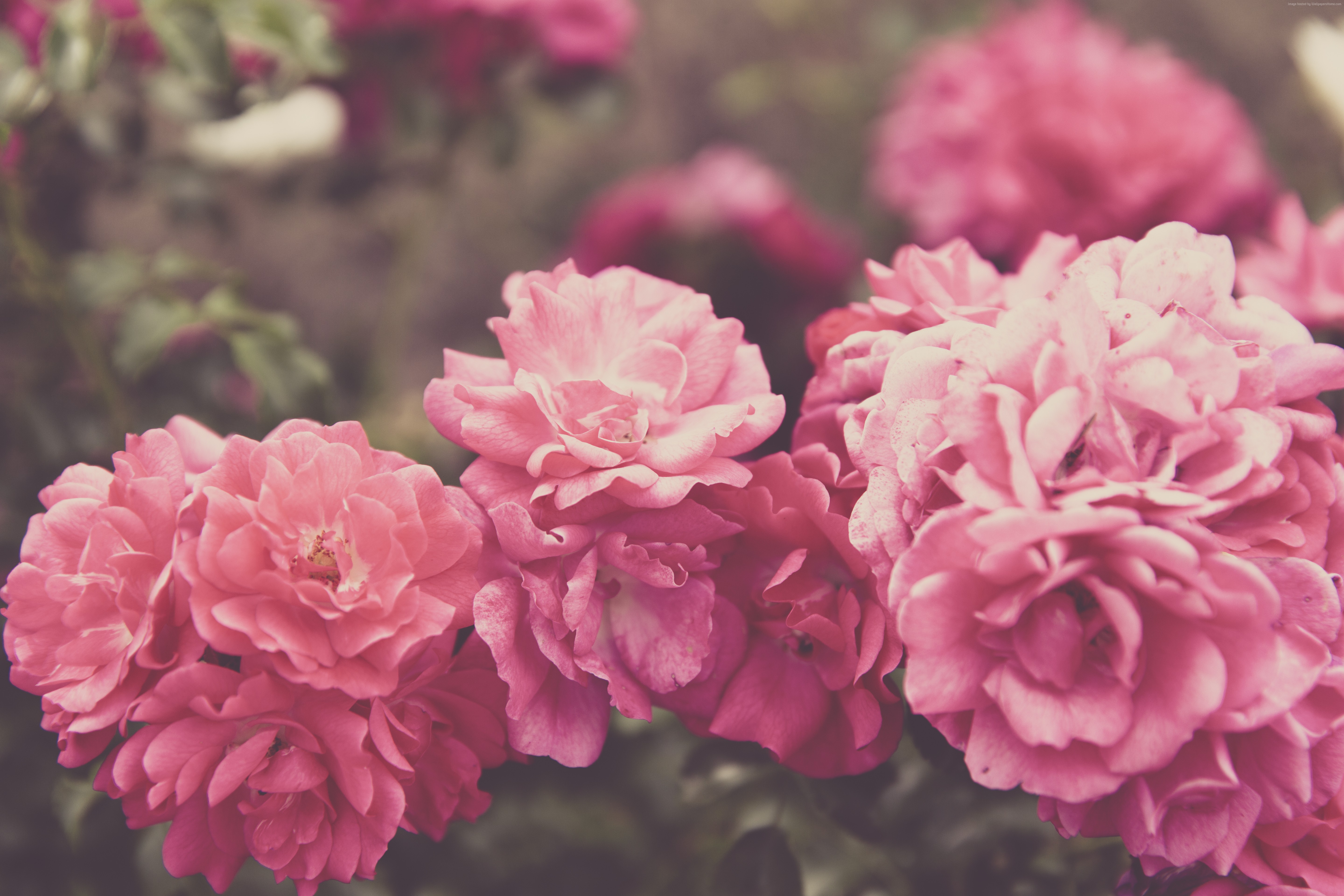 Pink Roses in Bloom HD Wallpaper
