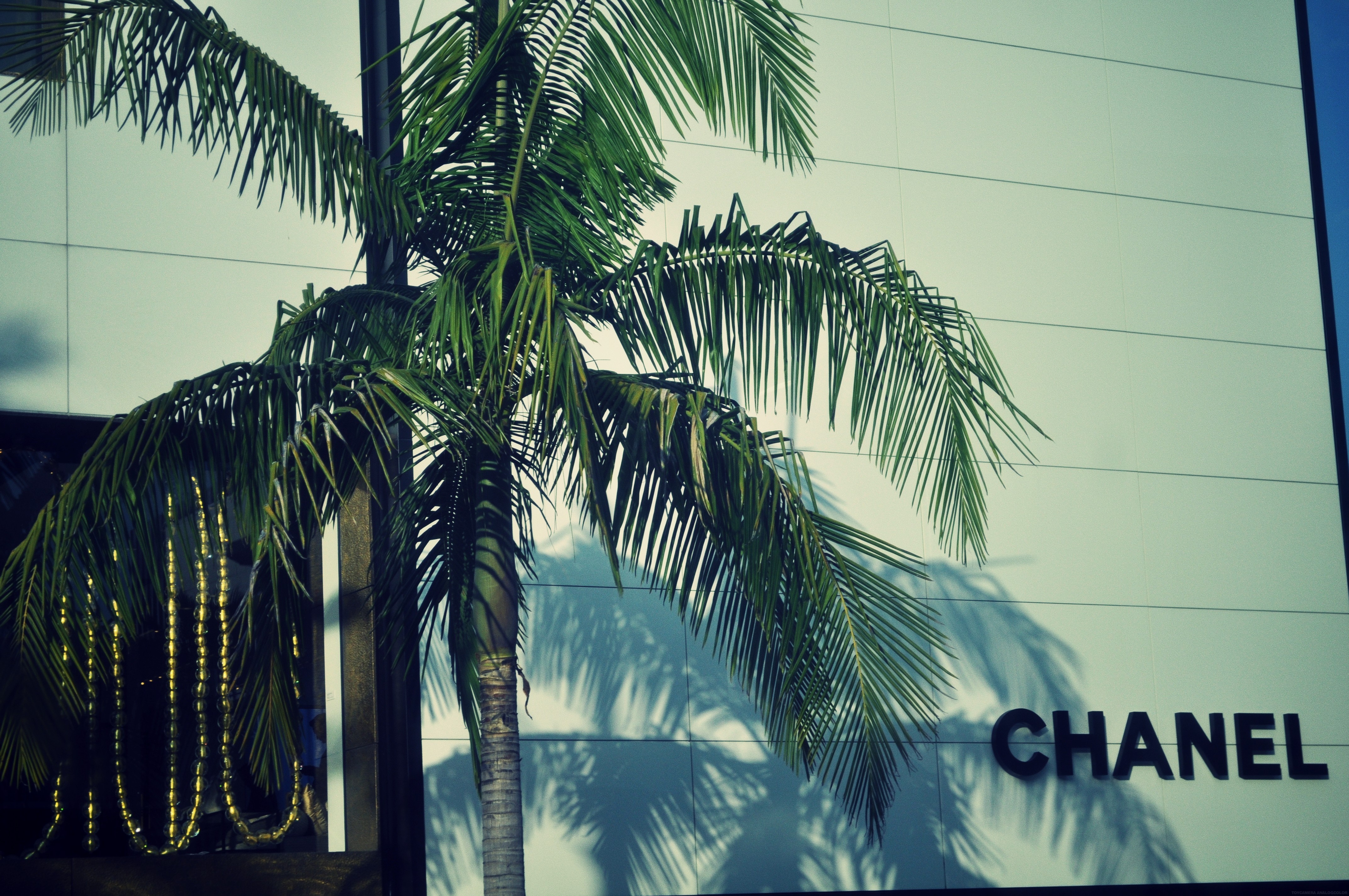 Chanel store with palm trees HD Wallpaper