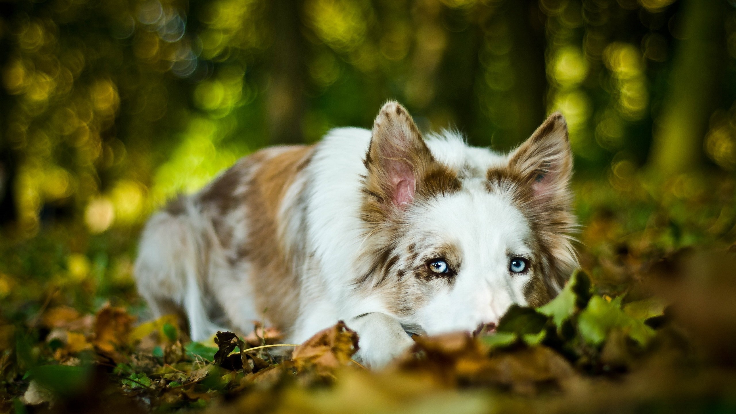 Border Collie with blue eyes lying in autumn leaves HD Wallpaper