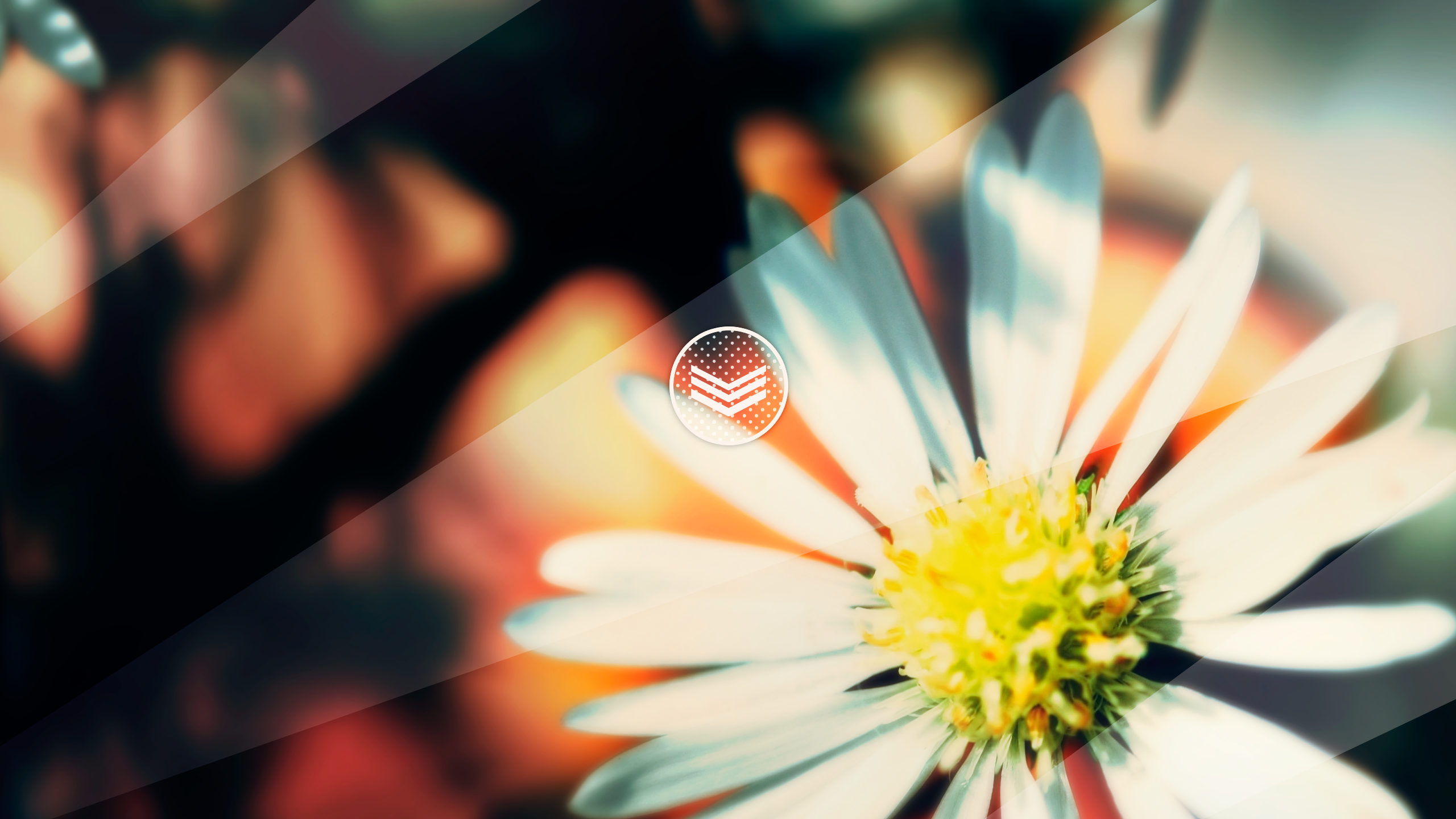 Close-up of a white daisy with yellow center HD Wallpaper
