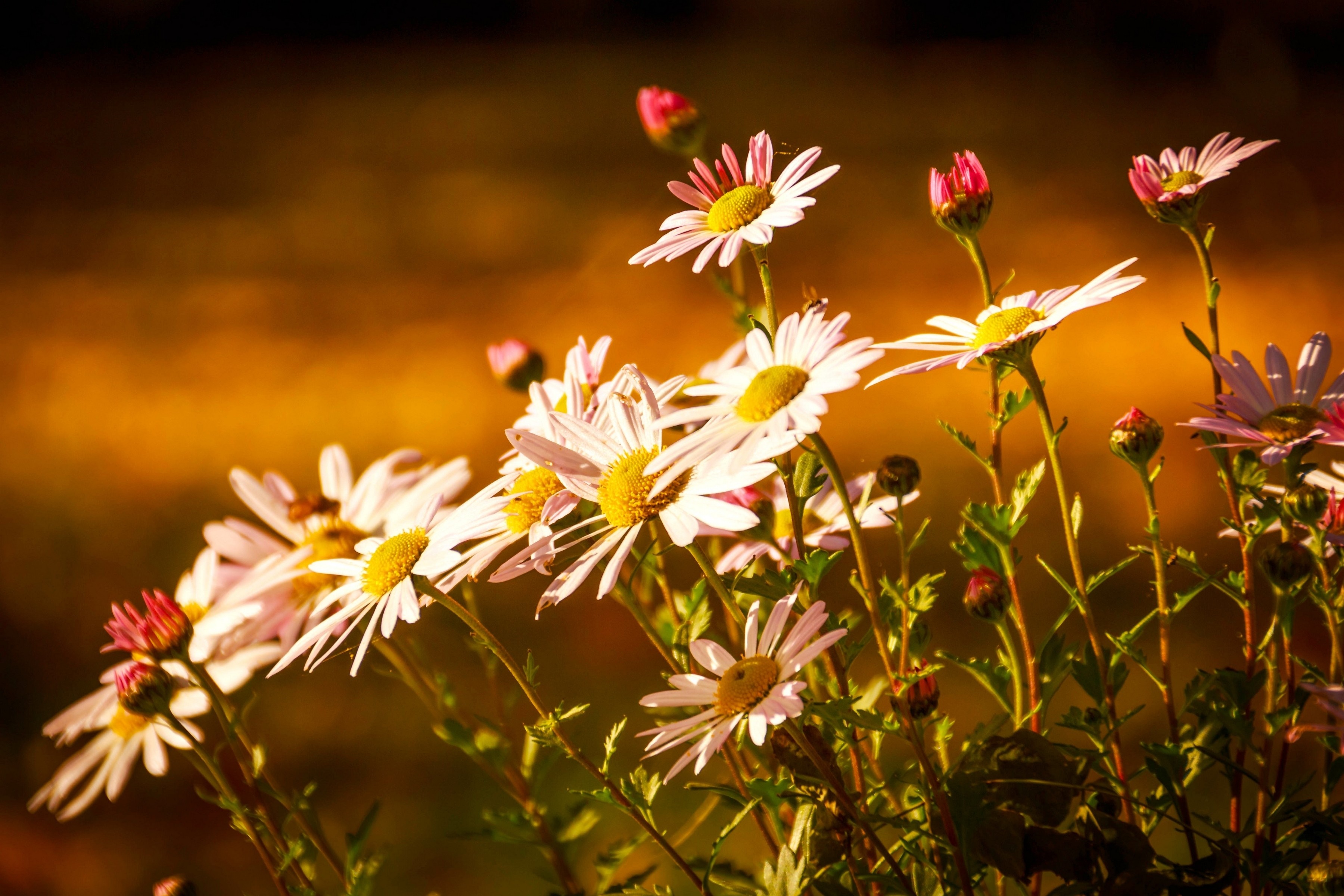 Sunlight on white and pink daisies HD Wallpaper