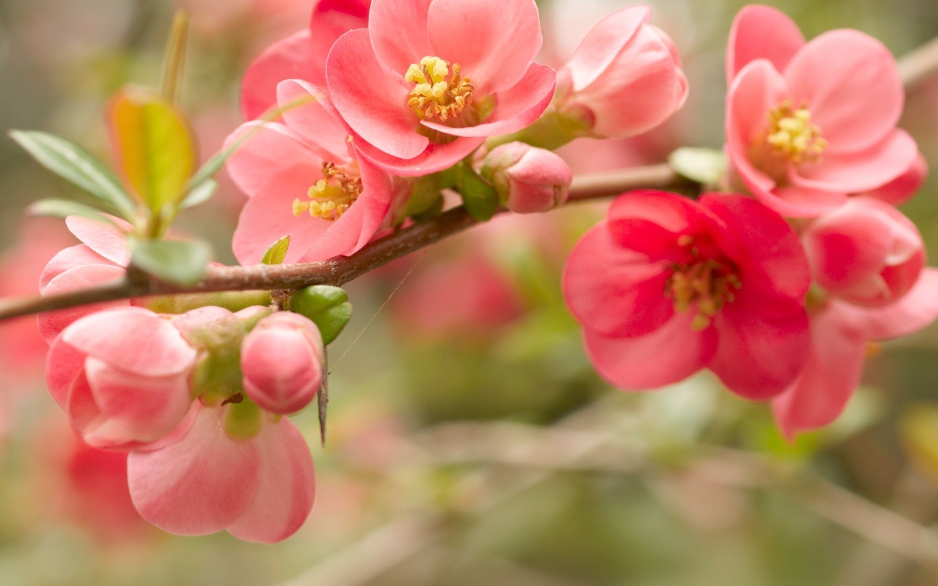 Pink Japanese Quince Blossoms on a Branch HD Wallpaper