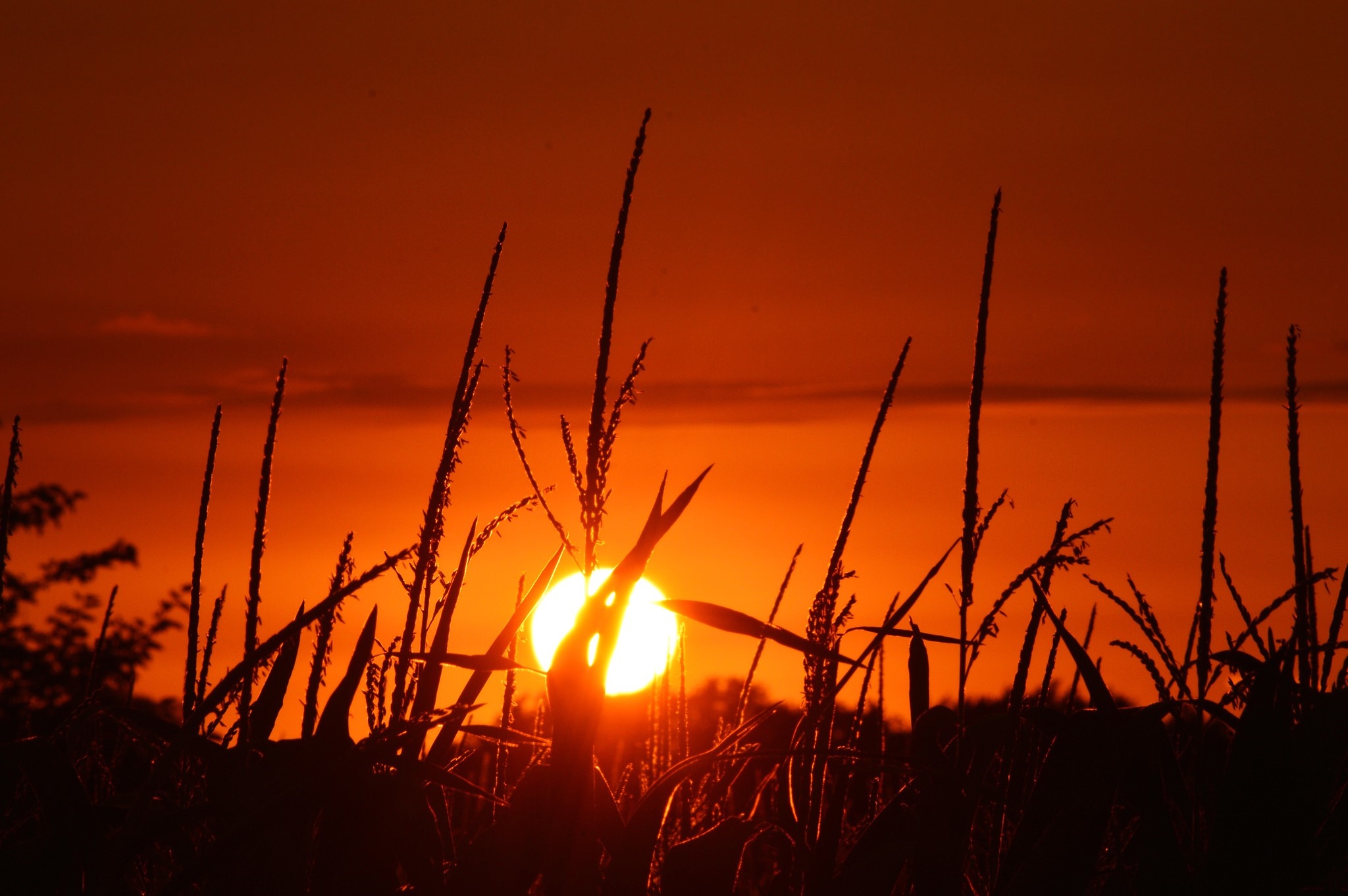 Sunset over a cornfield with silhouettes of plants HD Wallpaper