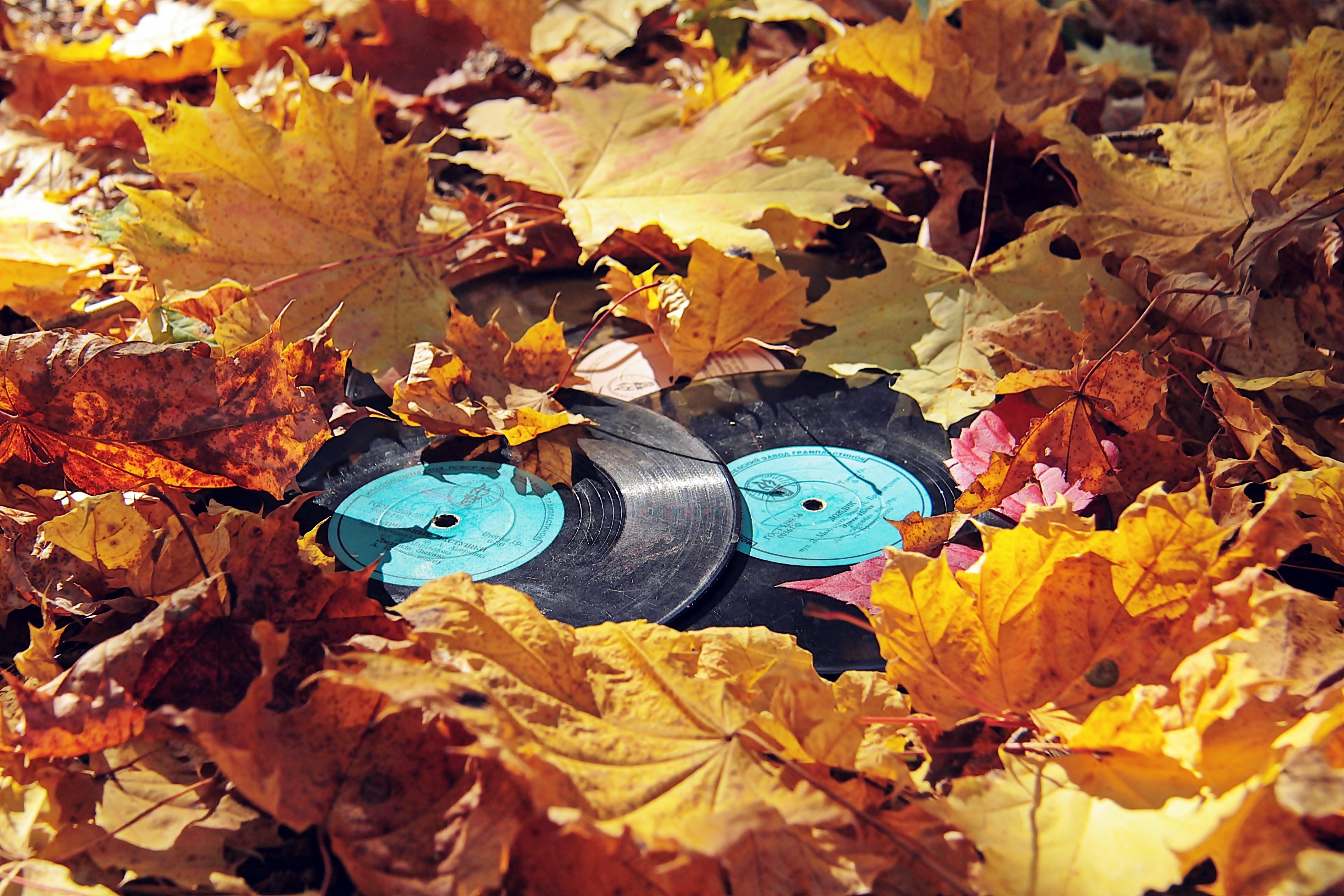 Two vinyl records among fallen autumn leaves HD Wallpaper