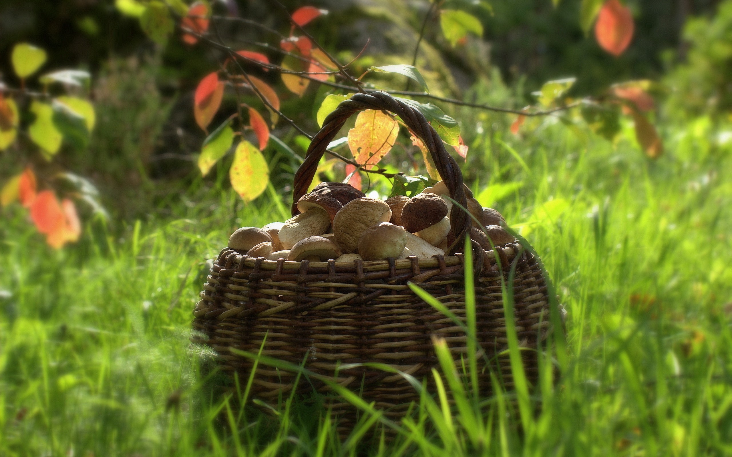 Basket of mushrooms in grass with autumn leaves HD Wallpaper