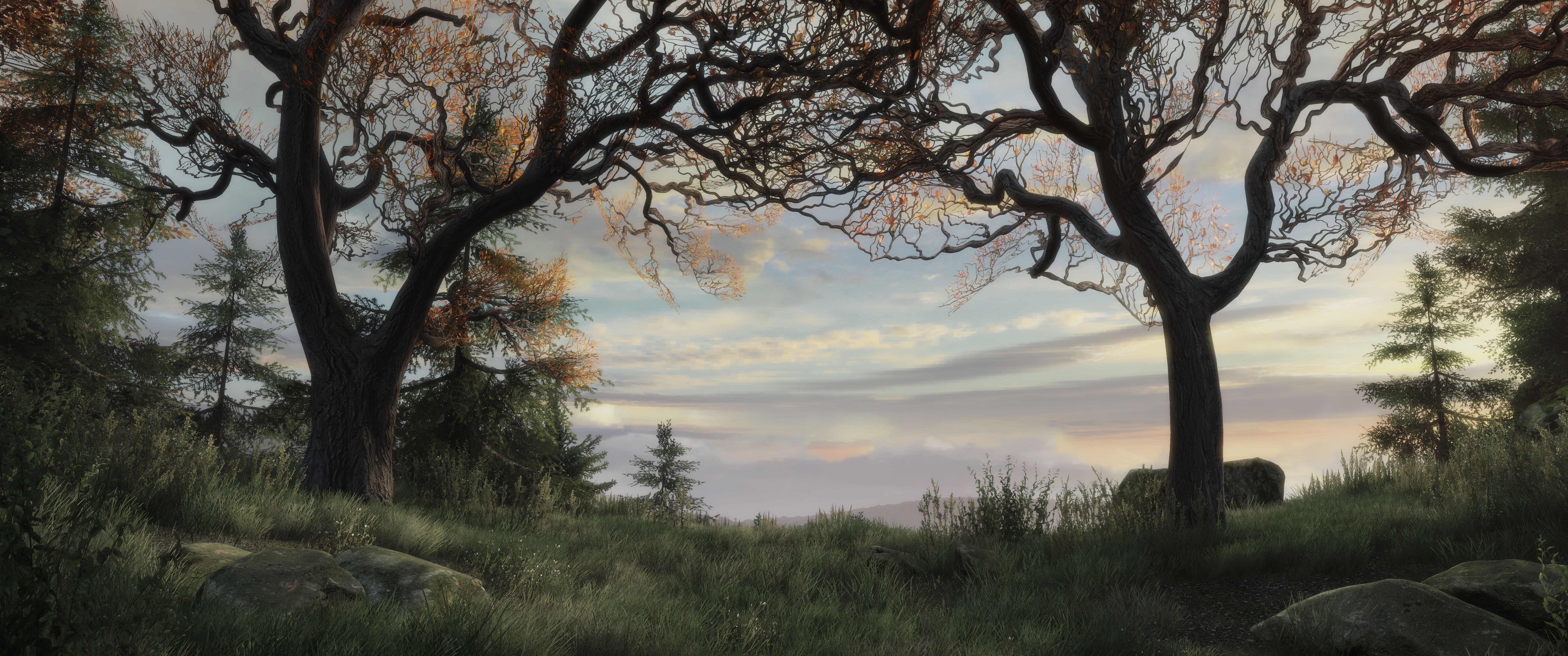 Trees in a misty landscape at sunrise HD Wallpaper