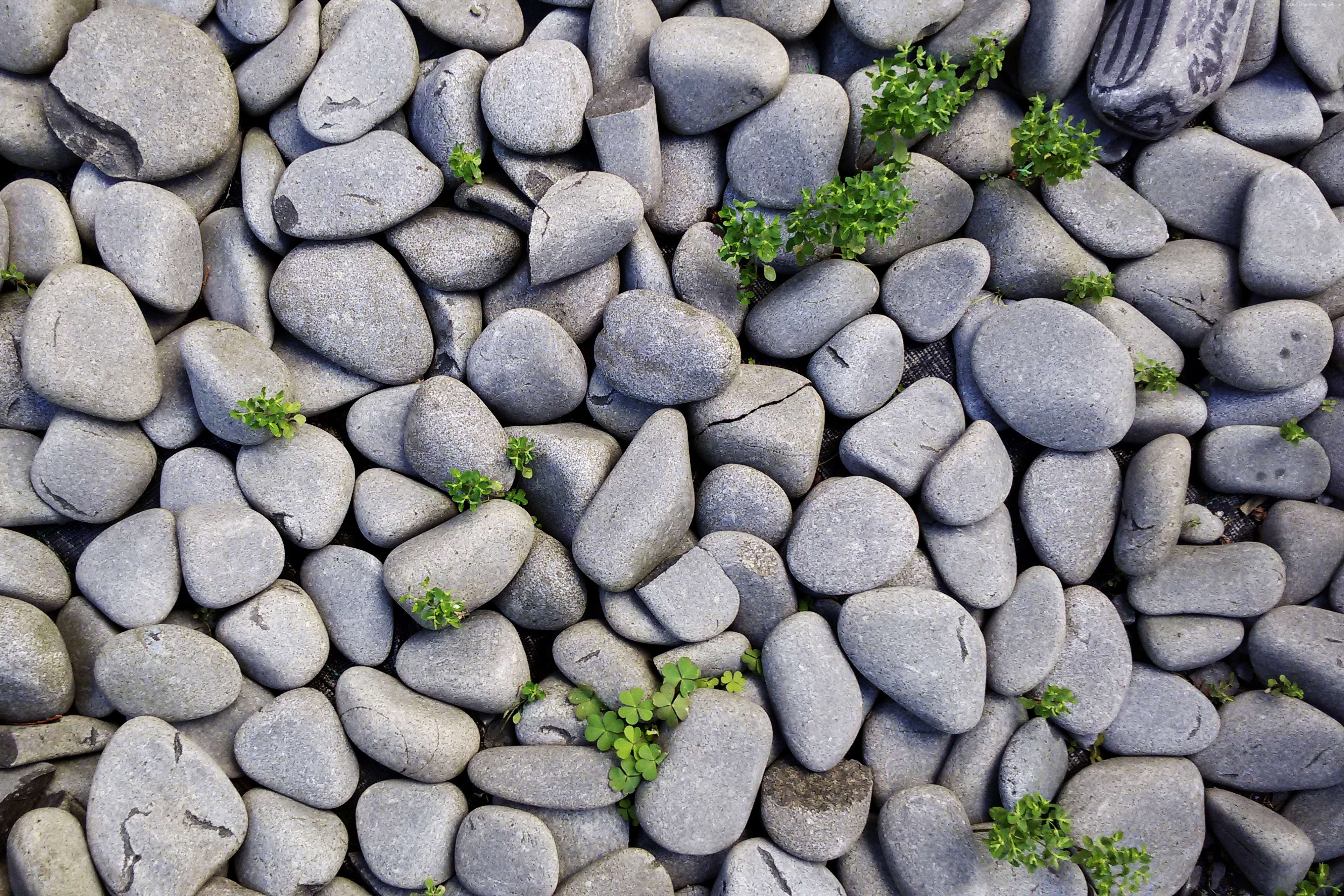 Close-up of gray stones with green sprouts HD Wallpaper