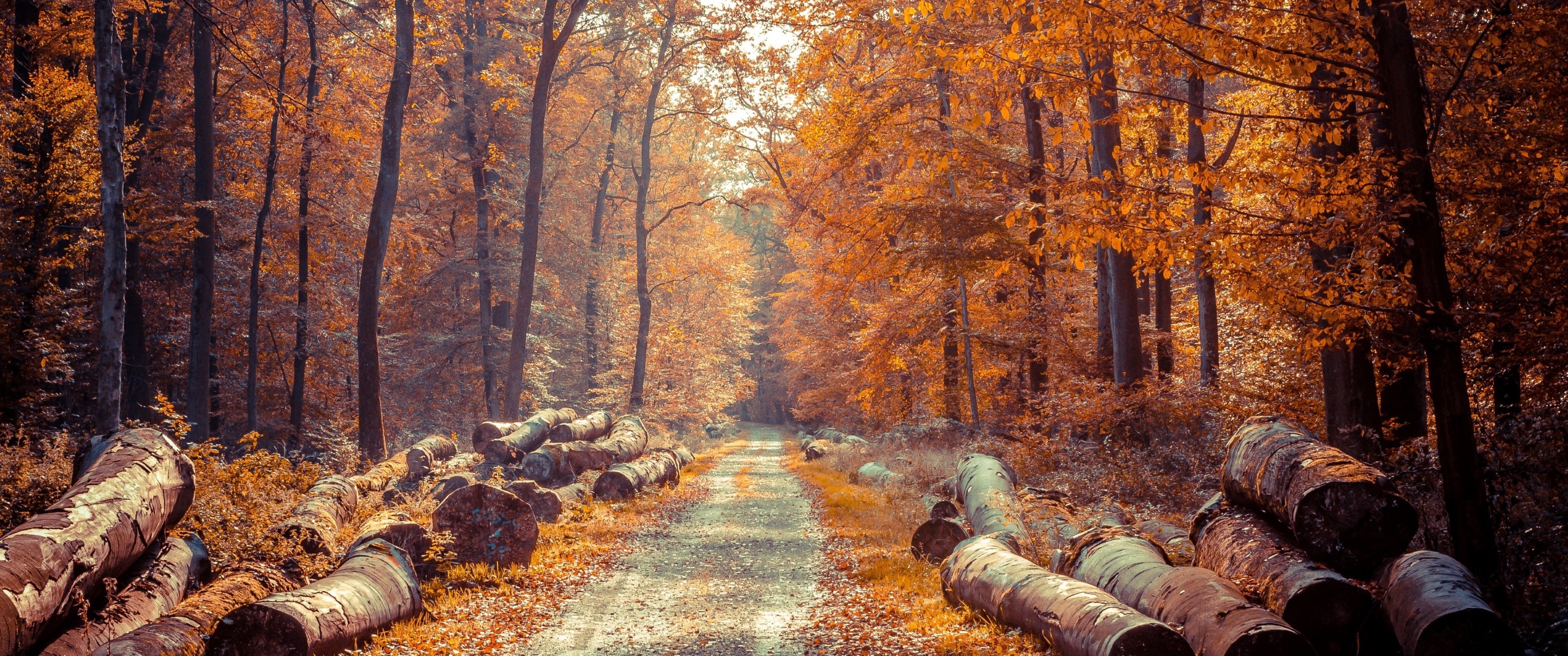 Autumn forest path with fallen logs HD Wallpaper