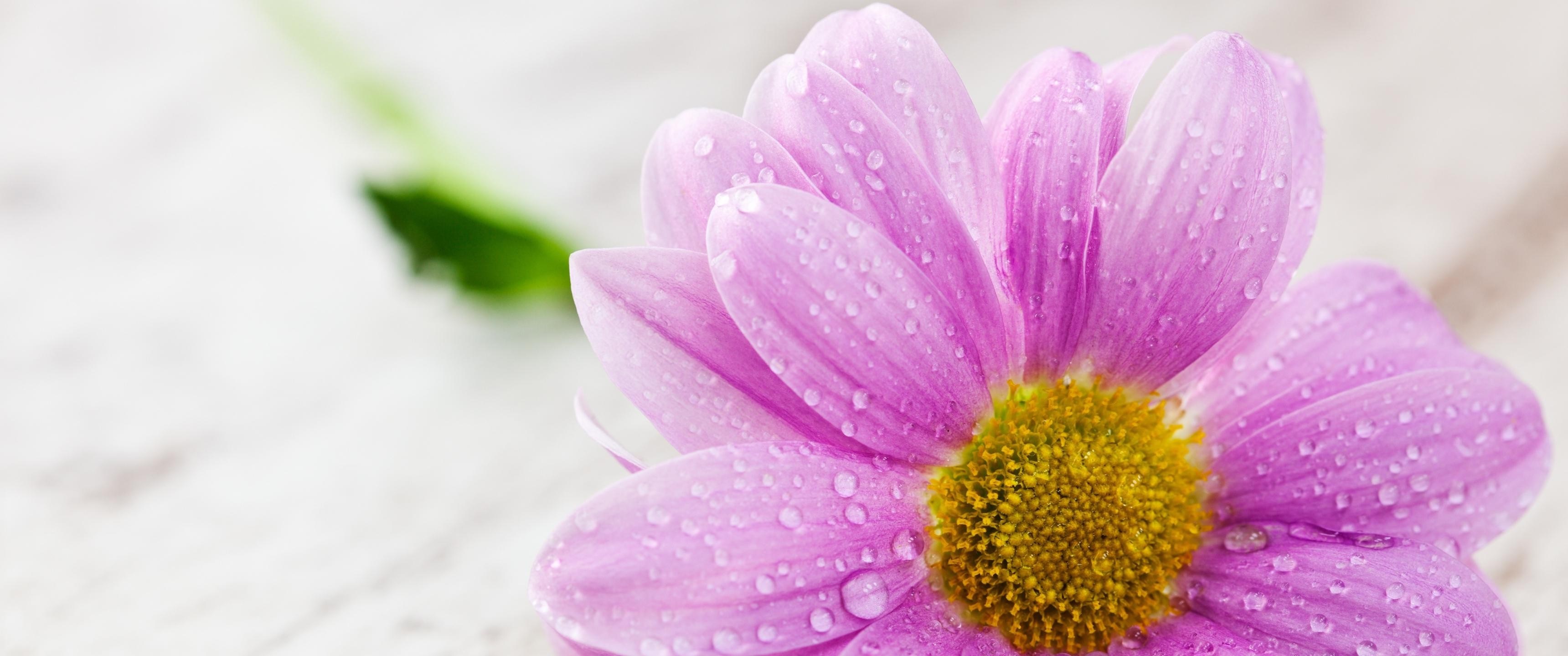 Close-up of a pink daisy with water droplets HD Wallpaper