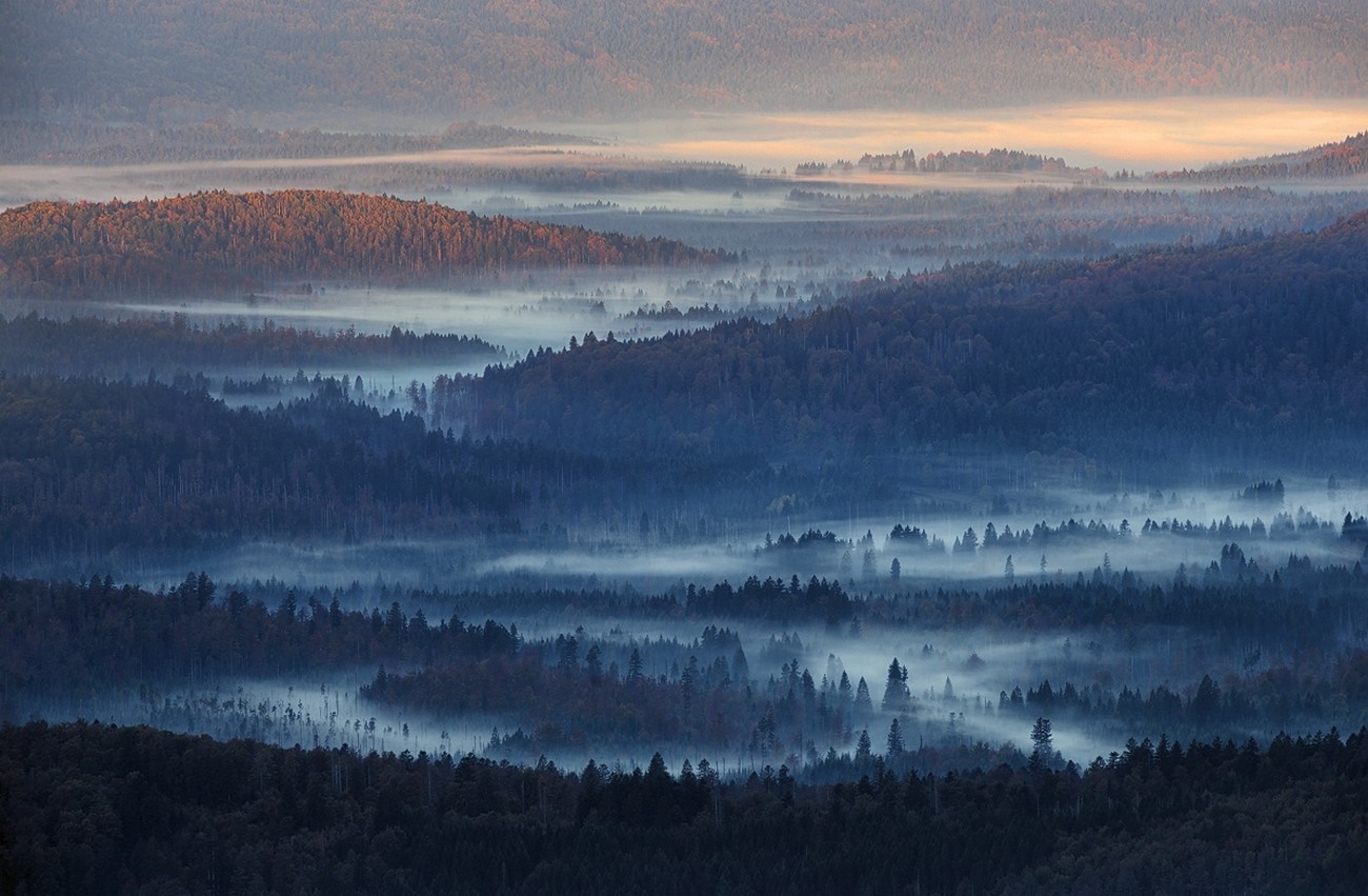 Misty forest landscape at sunrise with golden light HD Wallpaper