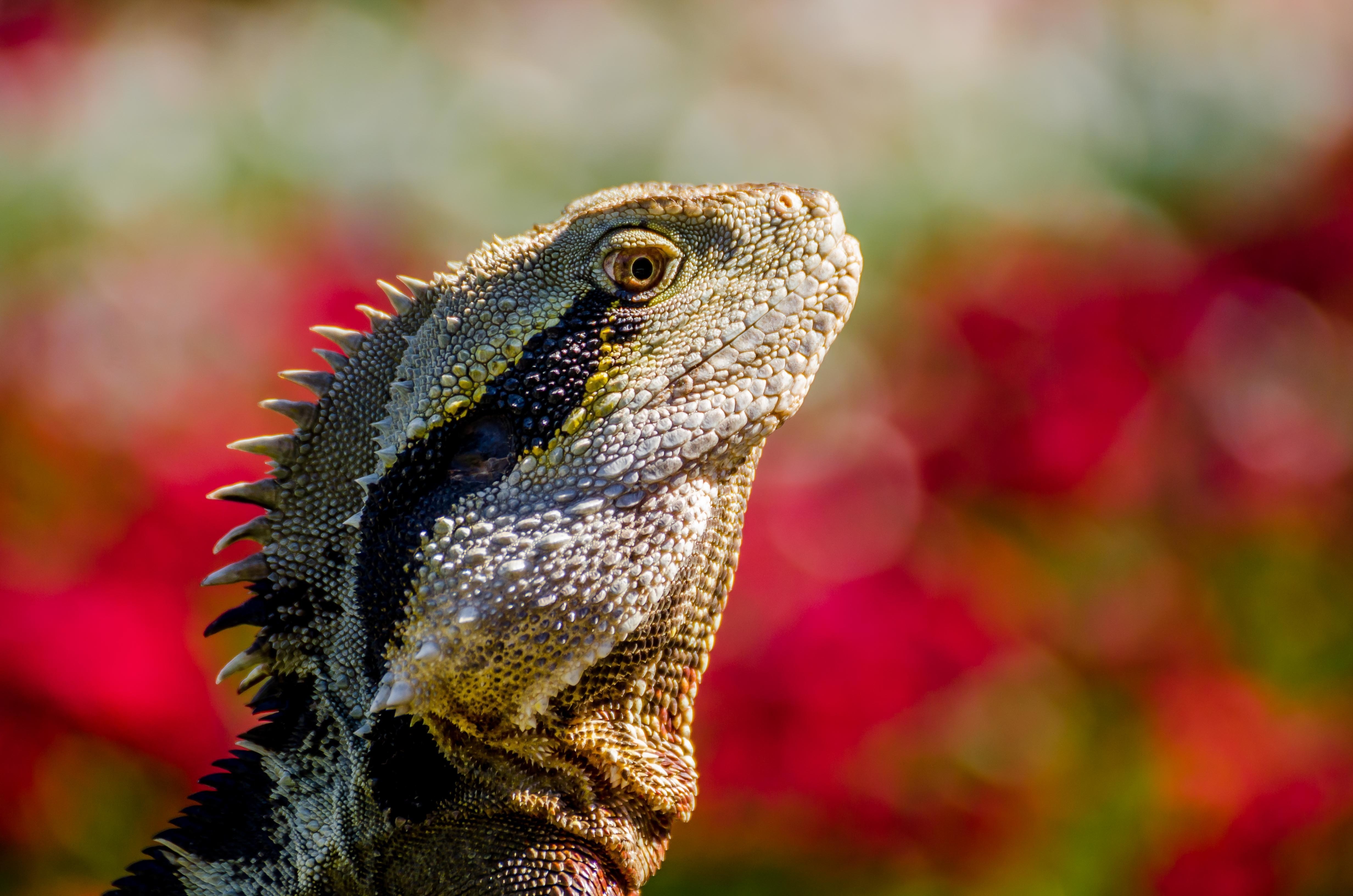 Close-up of an Australian Water Dragon lizard HD Wallpaper