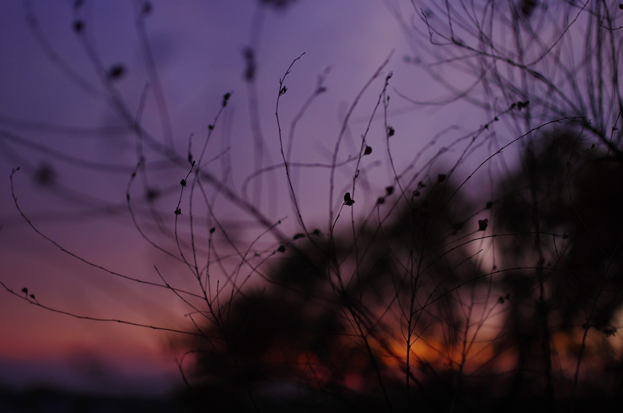 Silhouette of dry branches against a twilight sky HD Wallpaper