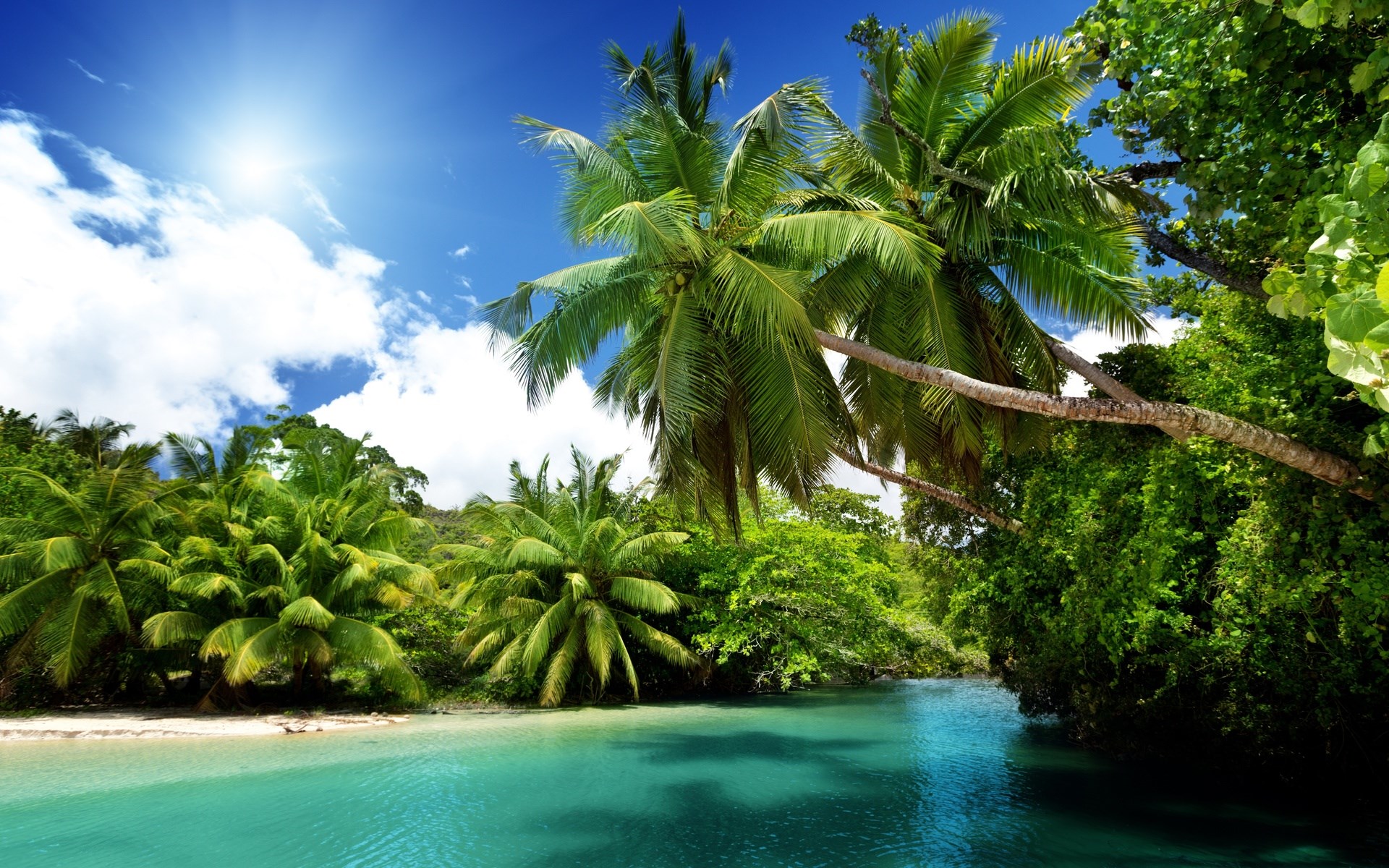 Tropical beach with palm trees and turquoise water HD Wallpaper