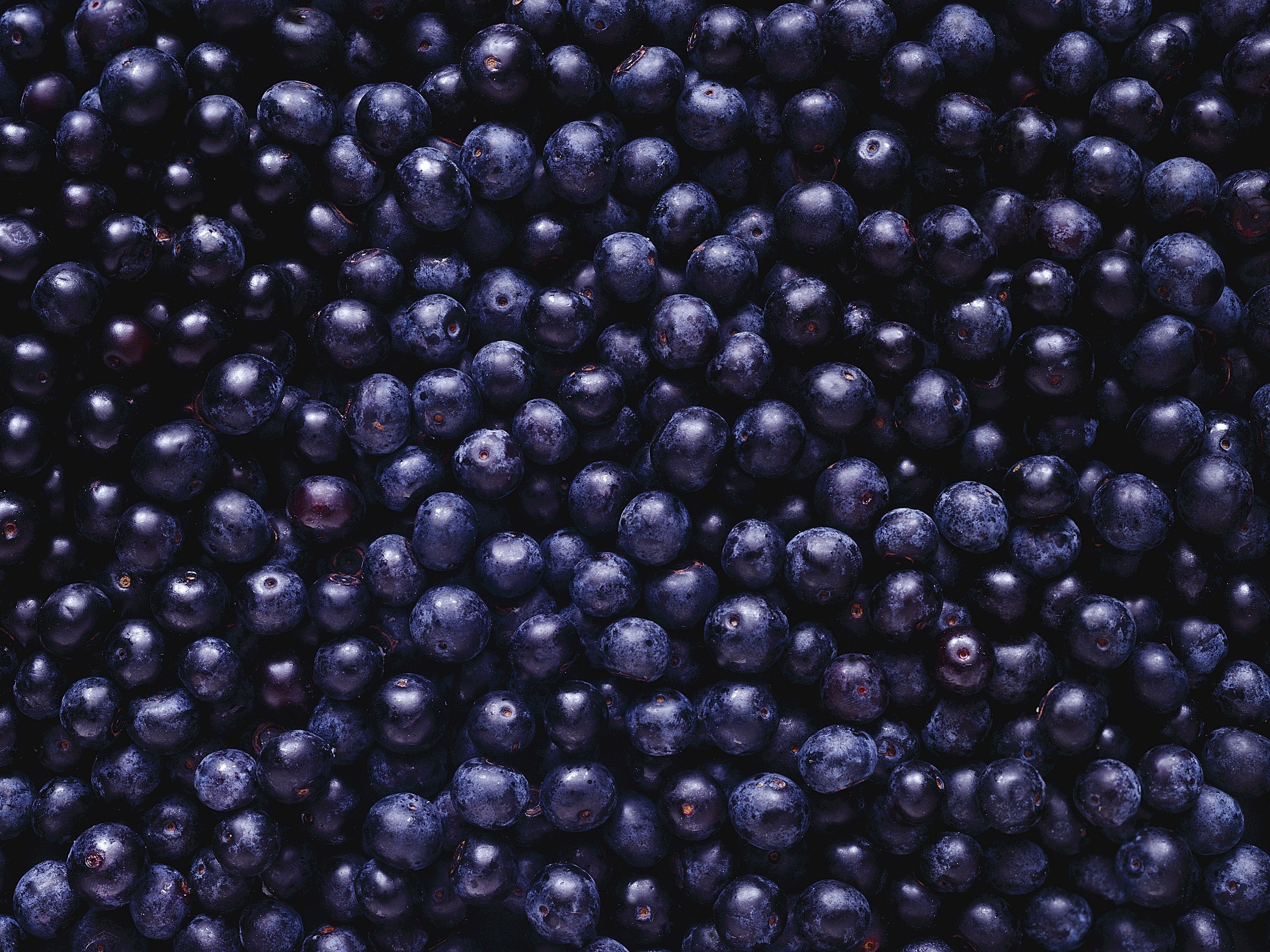 Close up of dark blueberries, macro photography HD Wallpaper