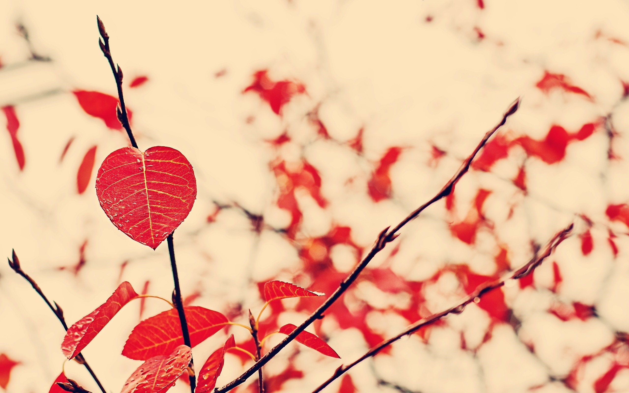 Close up of a red heart-shaped leaf on a branch HD Wallpaper